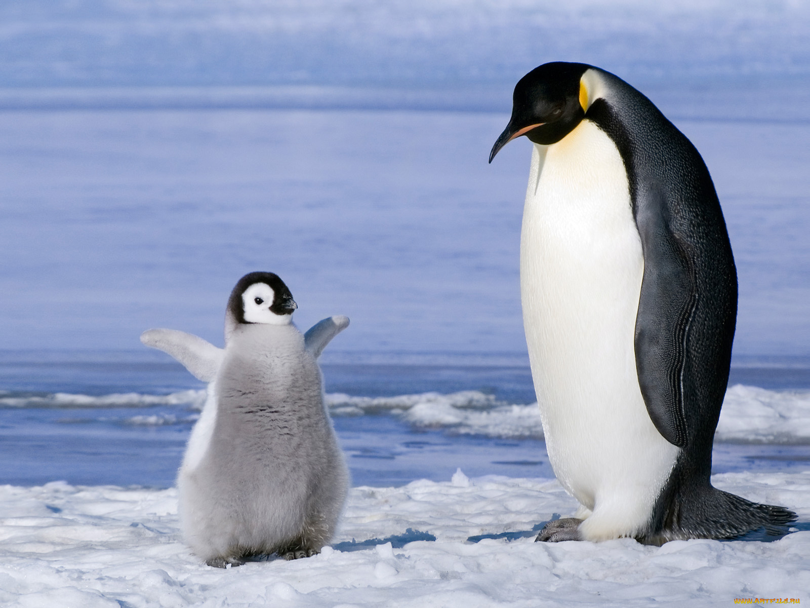 животные, пингвины, птенец, императорский, пингвин