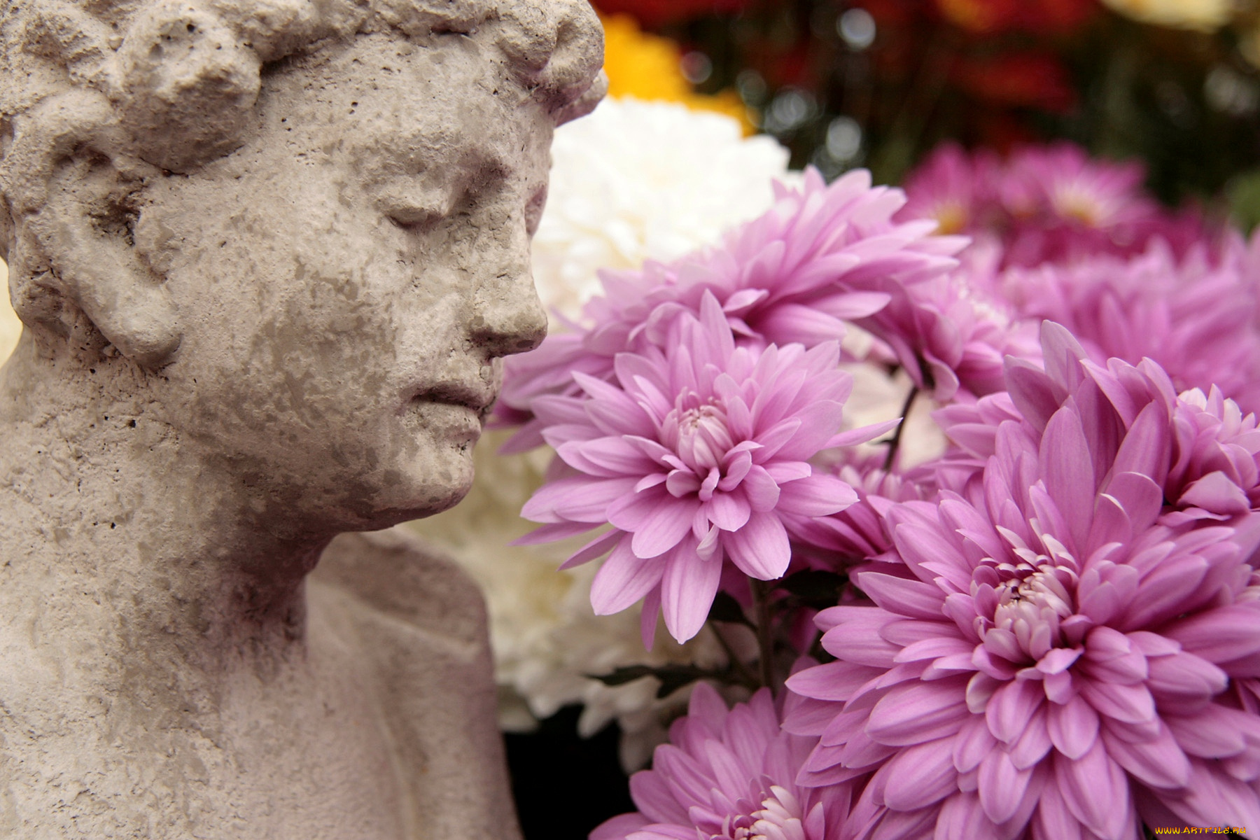 цветы, хризантемы, лепестки, статуя