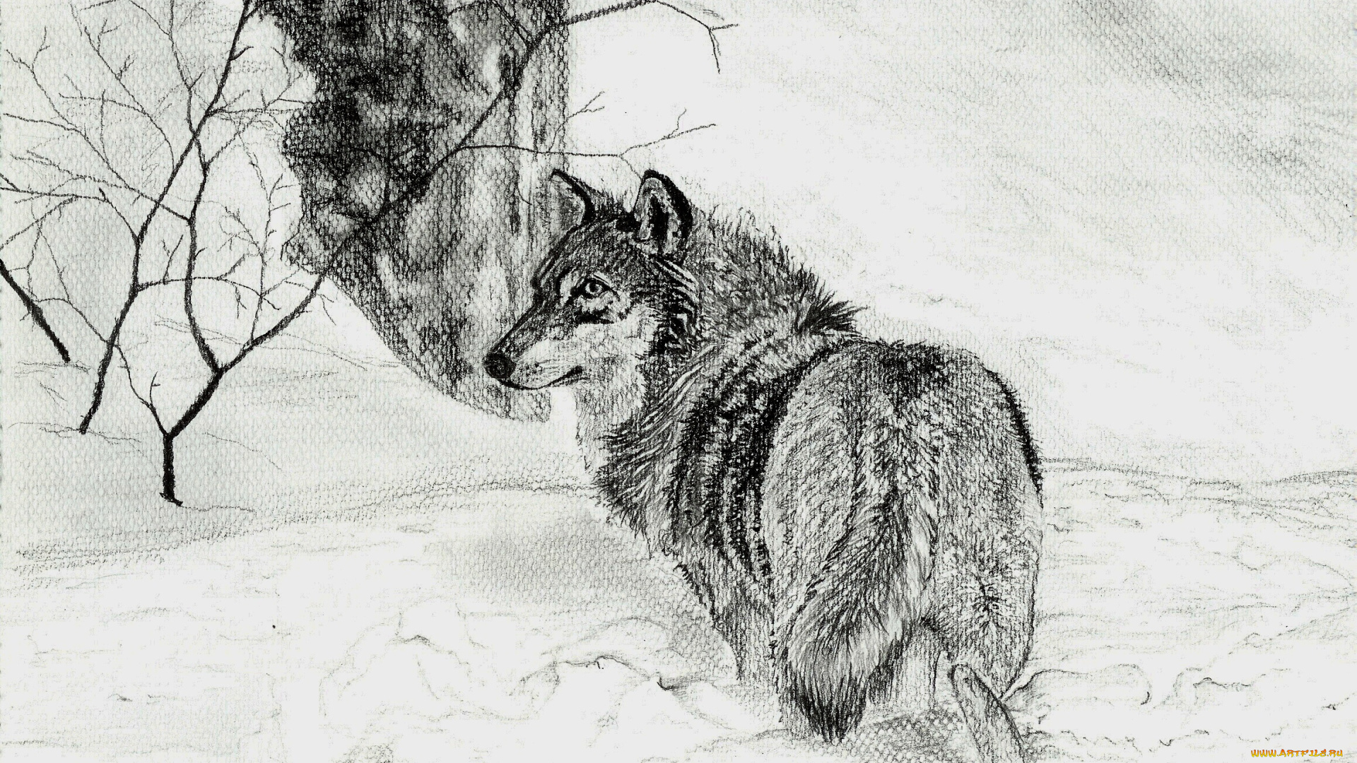 рисованные, животные, волки, волк, снег