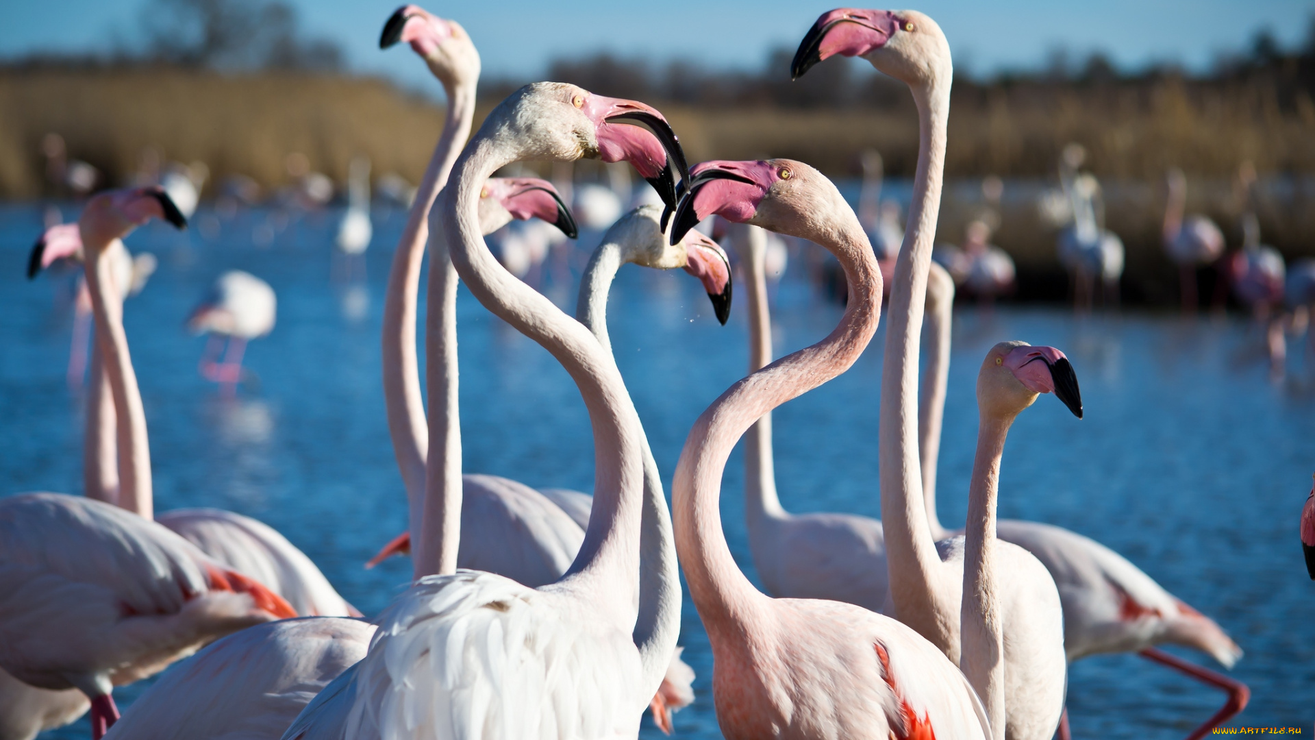 животные, фламинго, розовый, шеи