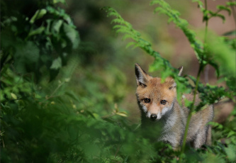 Картинка животные лисы лисёнок трава