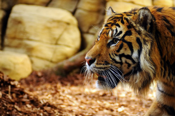 Картинка животные тигры морда дикая кошка
