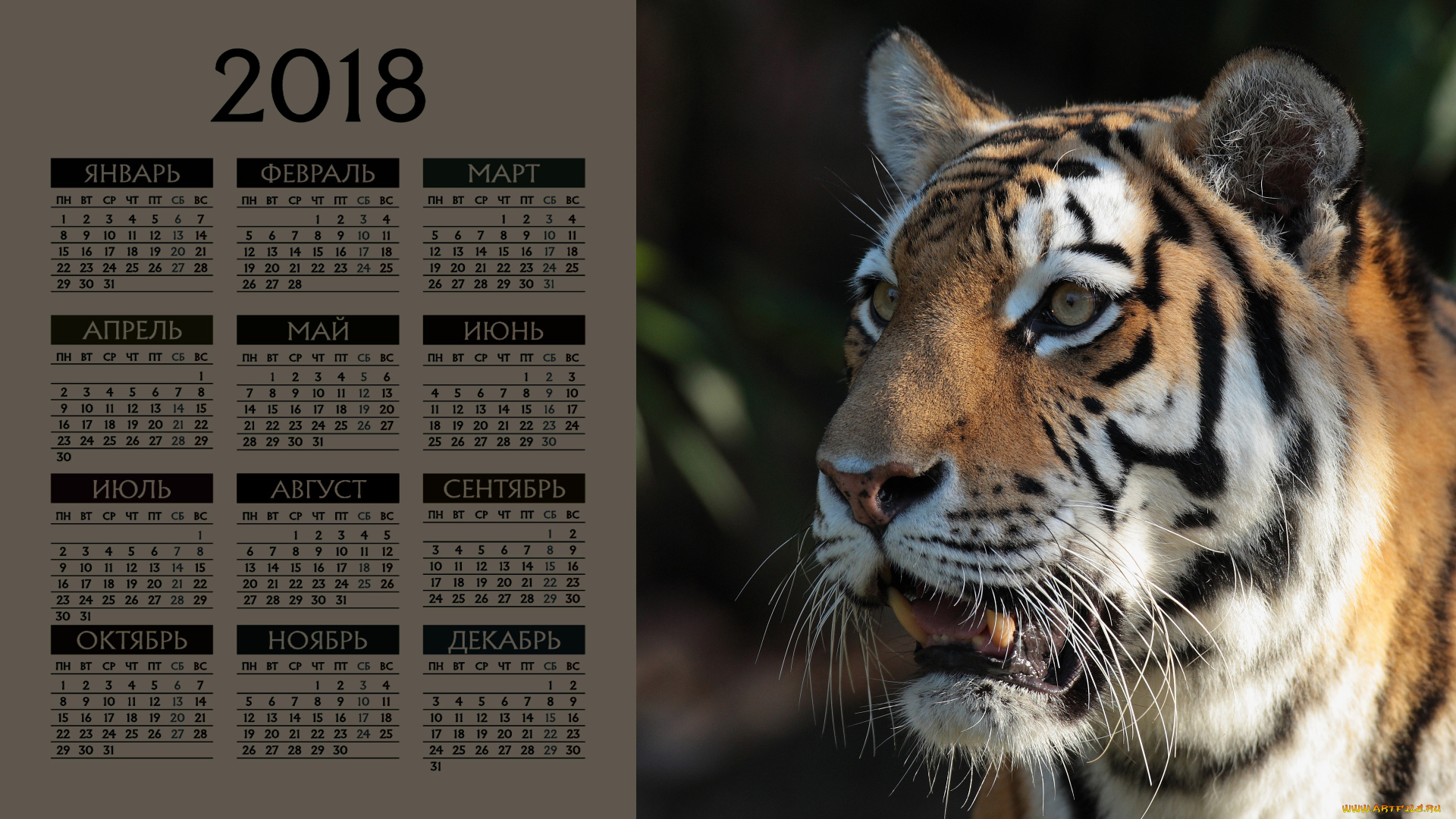 календари, животные, морда, тигр, взгляд