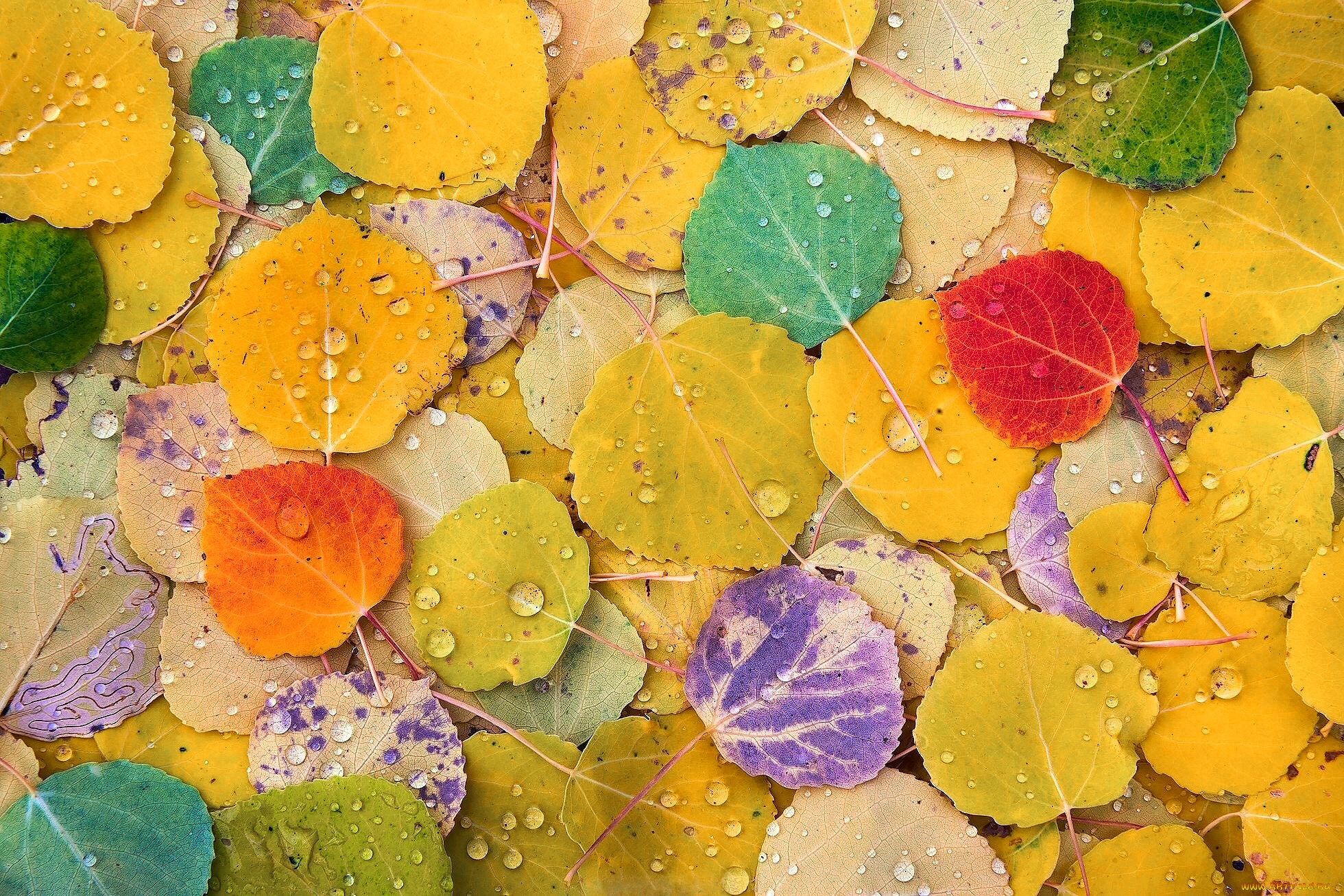 природа, листья, цвета, листва, тополь, осень, макро
