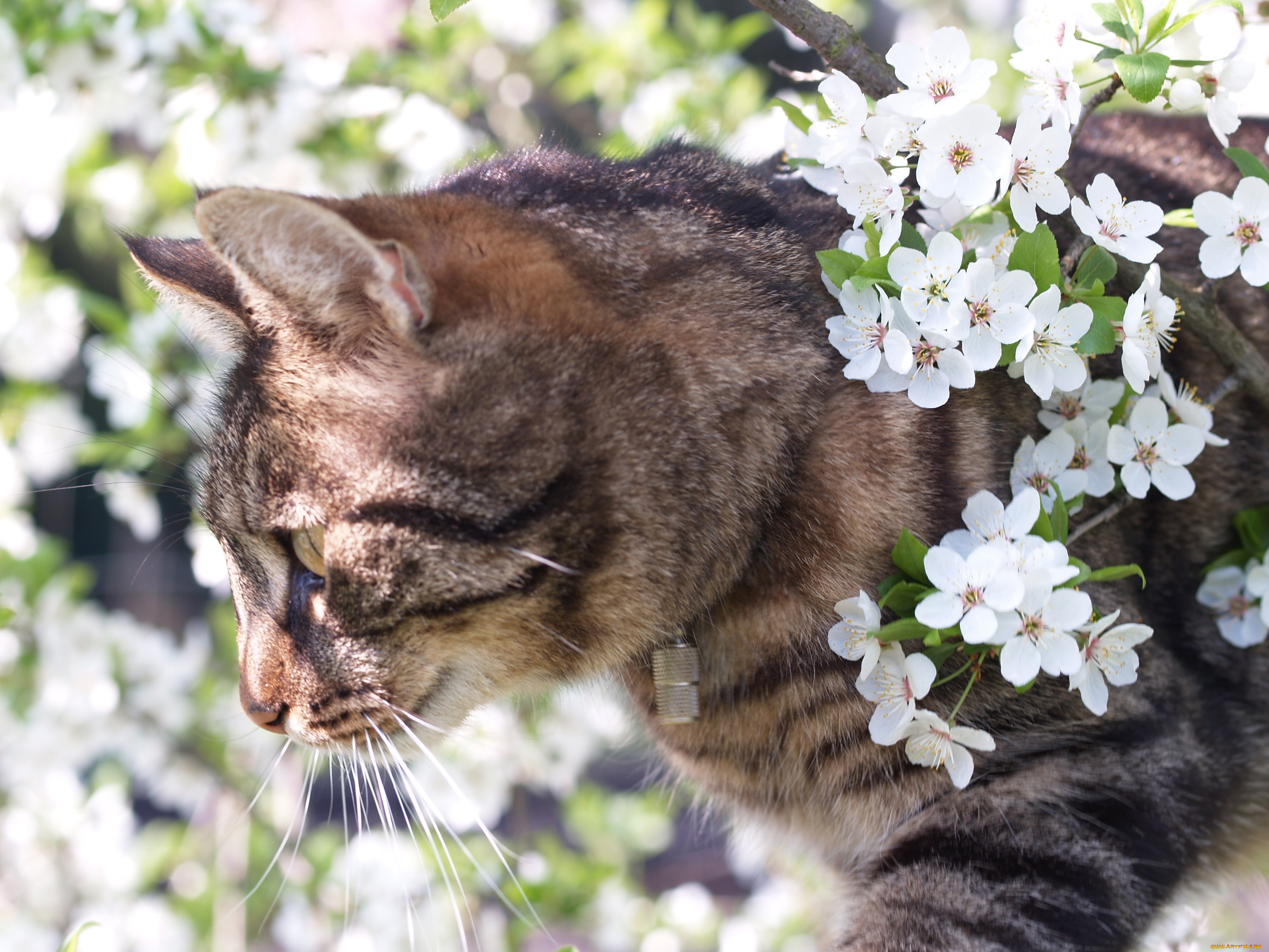 животные, коты, цветы