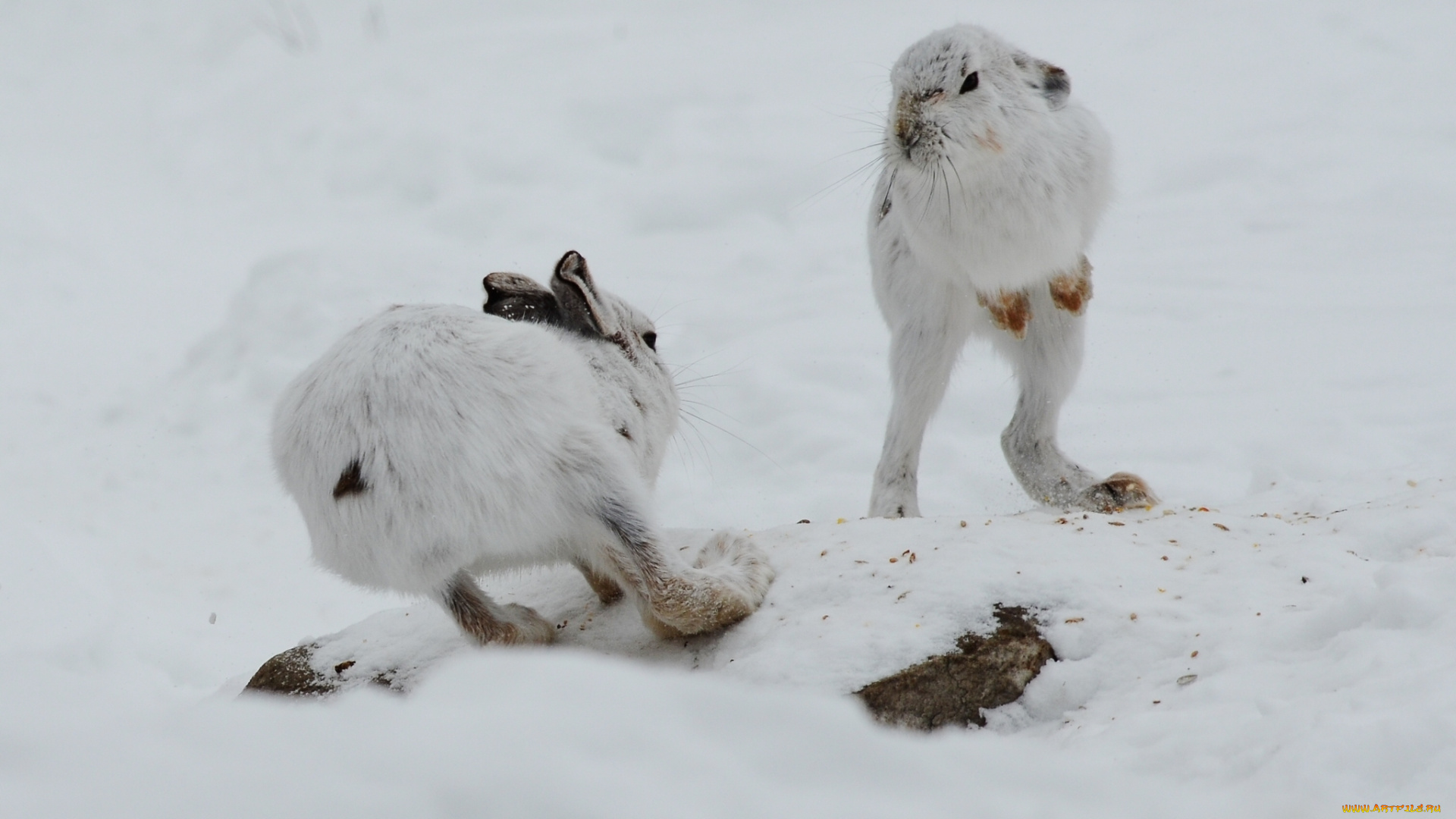 животные, кролики, , зайцы, разборки, зайцы, встреча, зима, снег