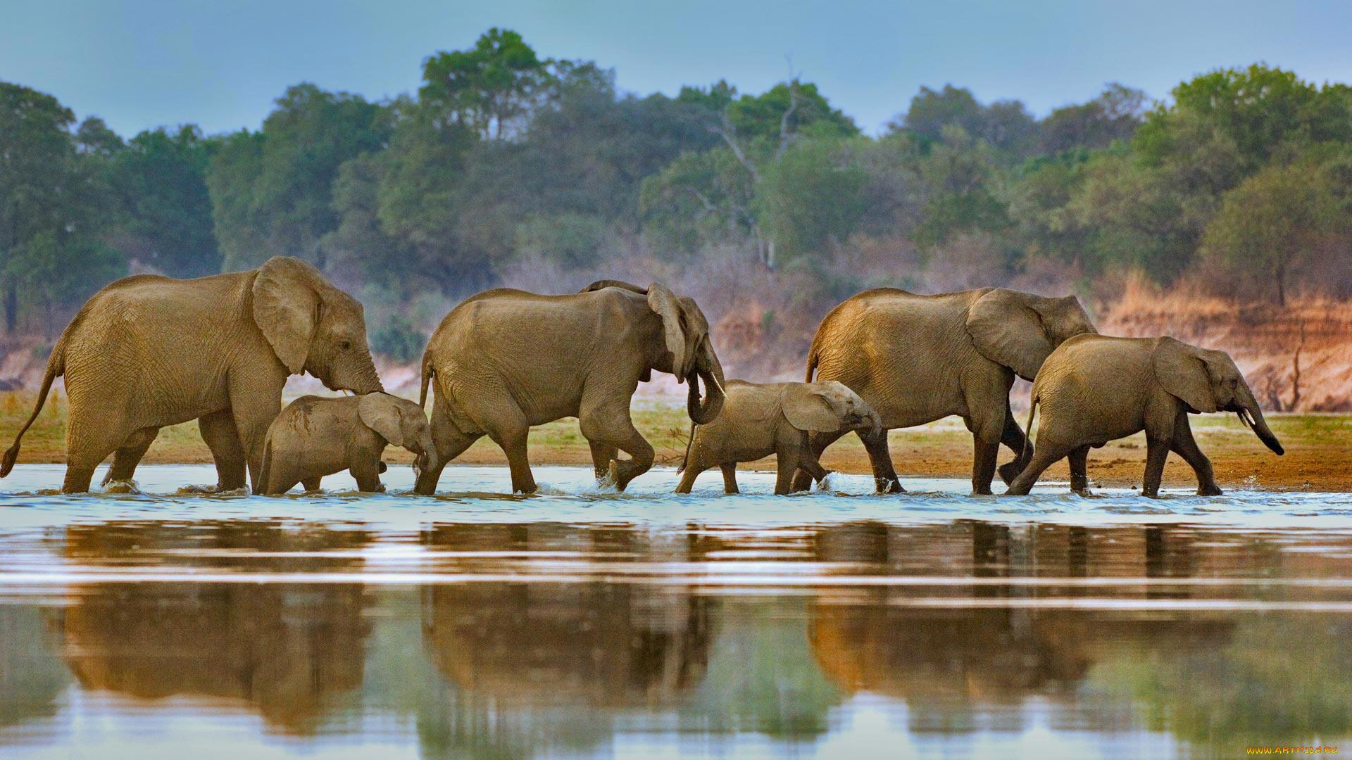 животные, слоны, стадо, луангва, замбия, африка, река