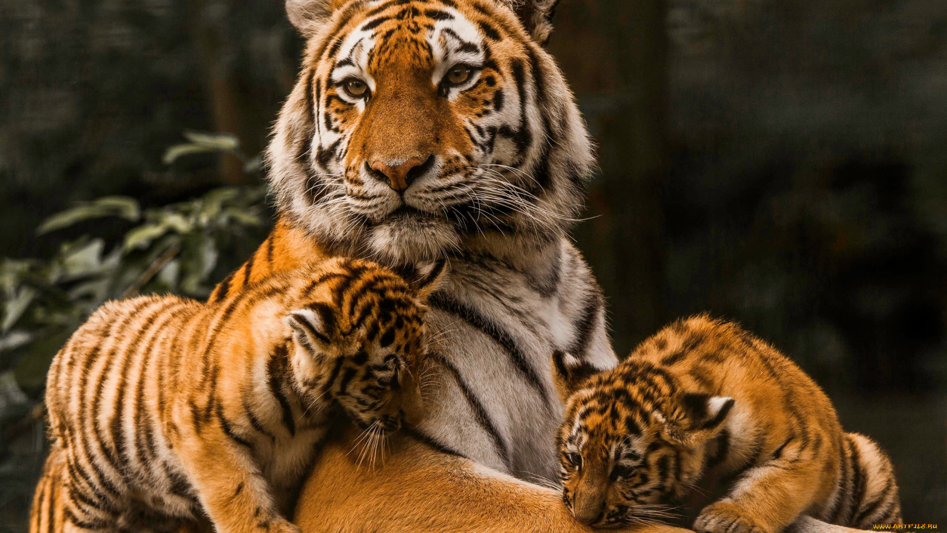 животные, тигры, тигрица, тигрята