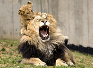 Картинка животные львы игра отец сын рев