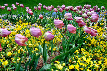 Картинка цветы разные вместе клумба тюльпаны