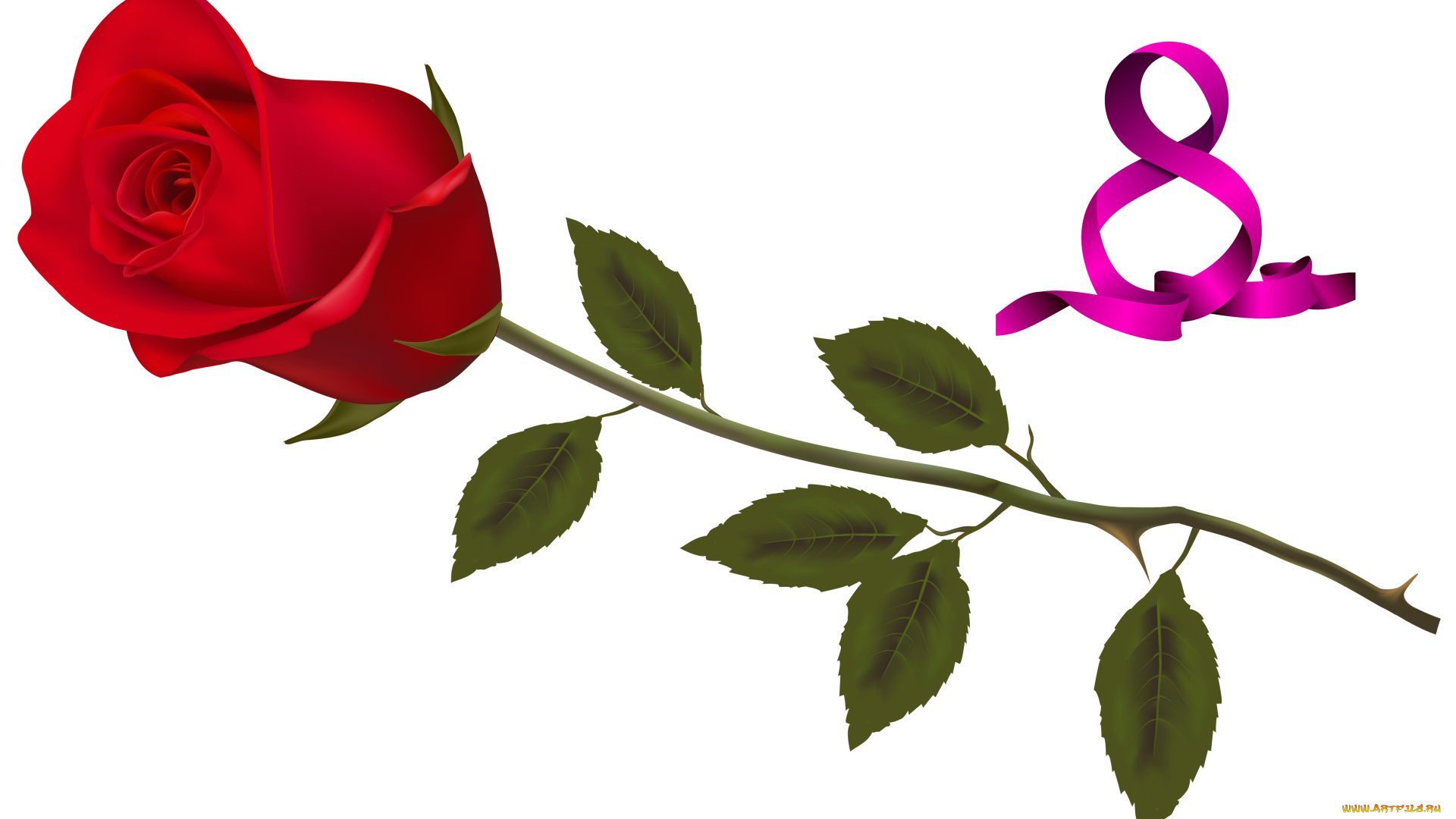 праздничные, международный, женский, день, -, 8, марта, цветы, роза, фон
