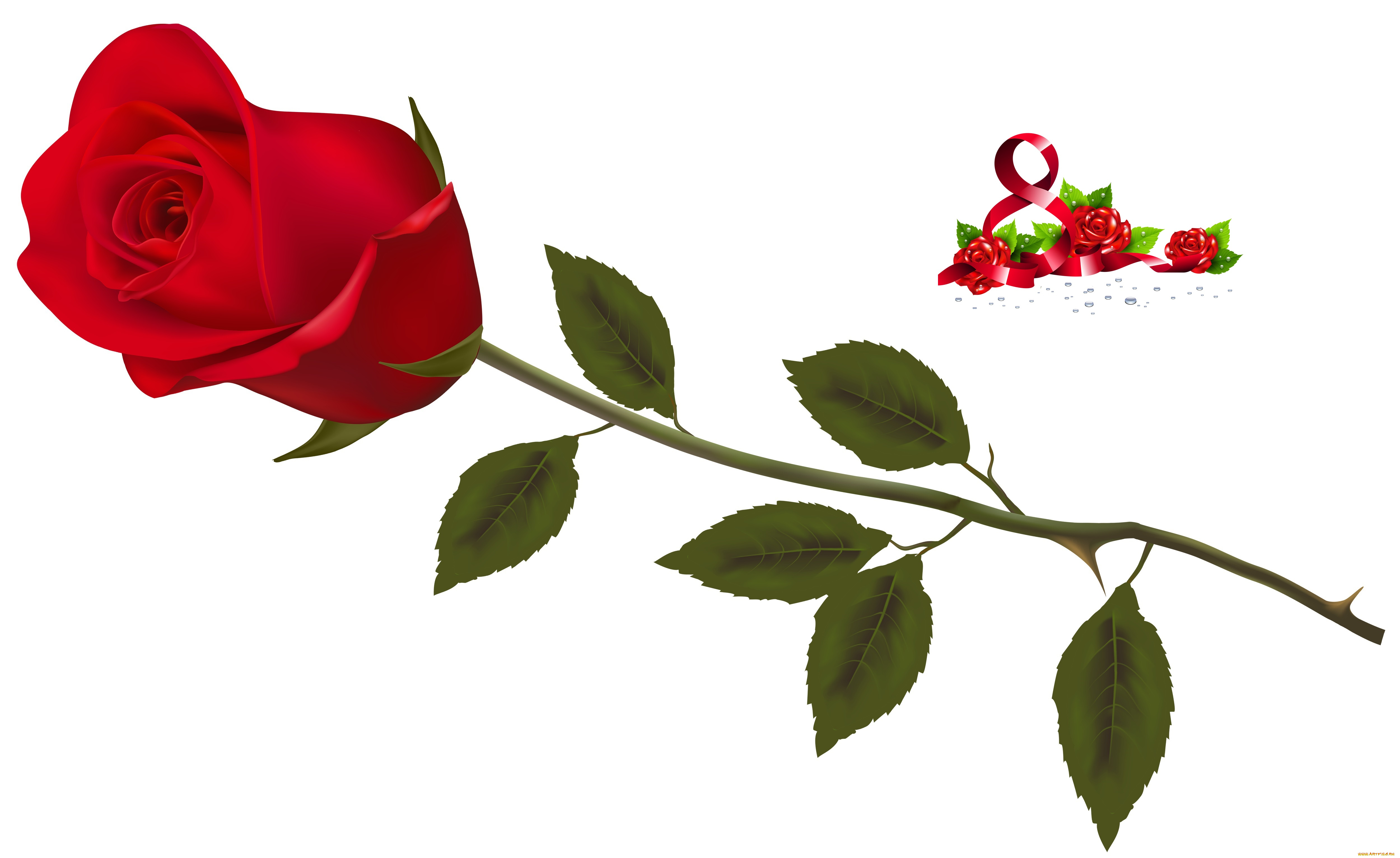 праздничные, международный, женский, день, -, 8, марта, фон, цветы, роза