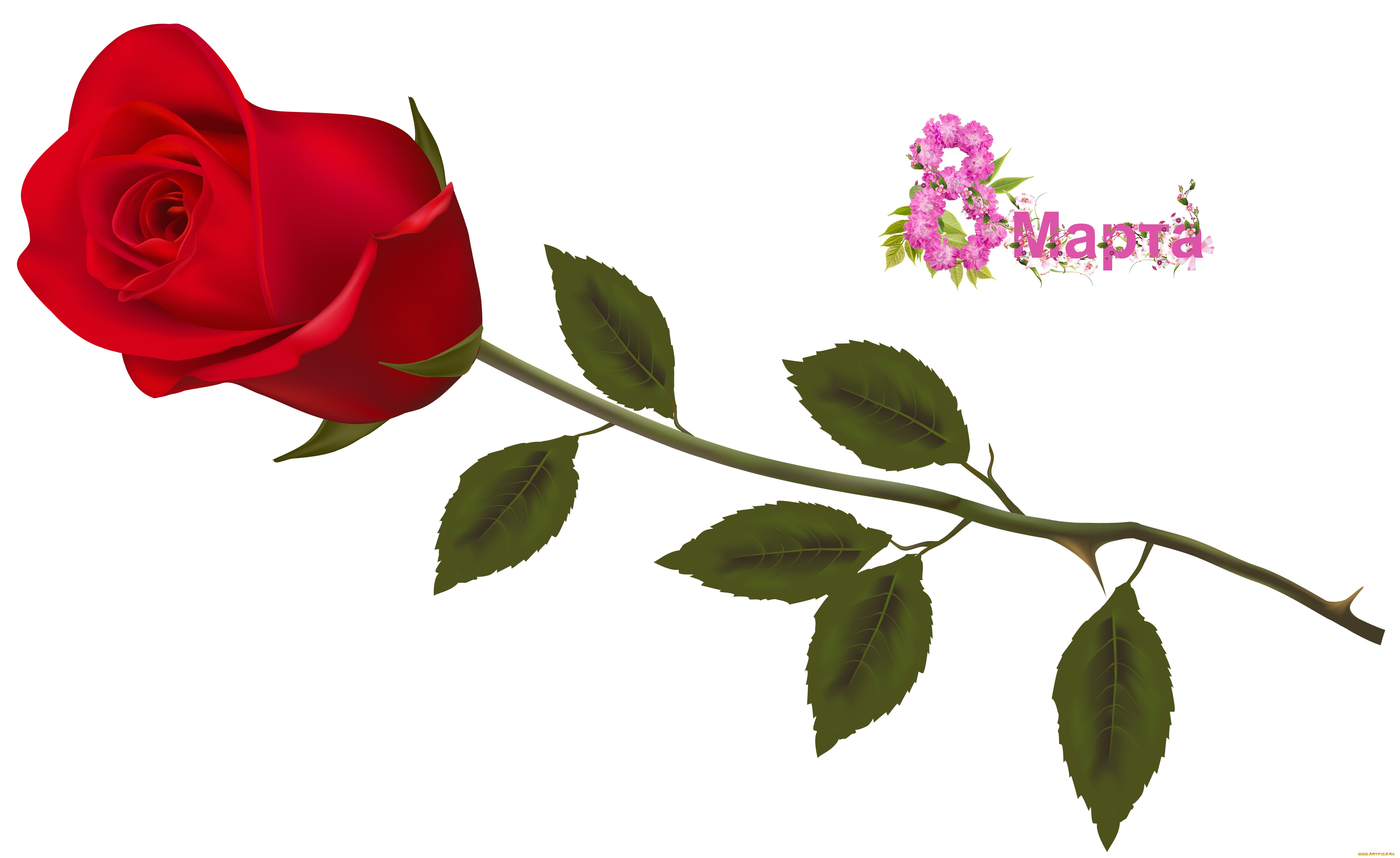праздничные, международный, женский, день, -, 8, марта, роза, фон, цветы