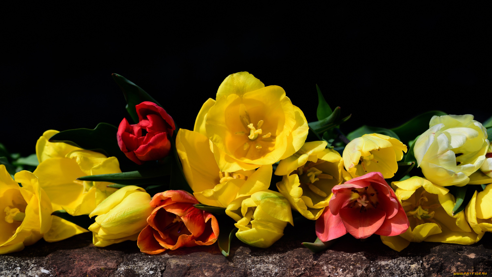 цветы, тюльпаны, весна, природы, букет, красный, флора