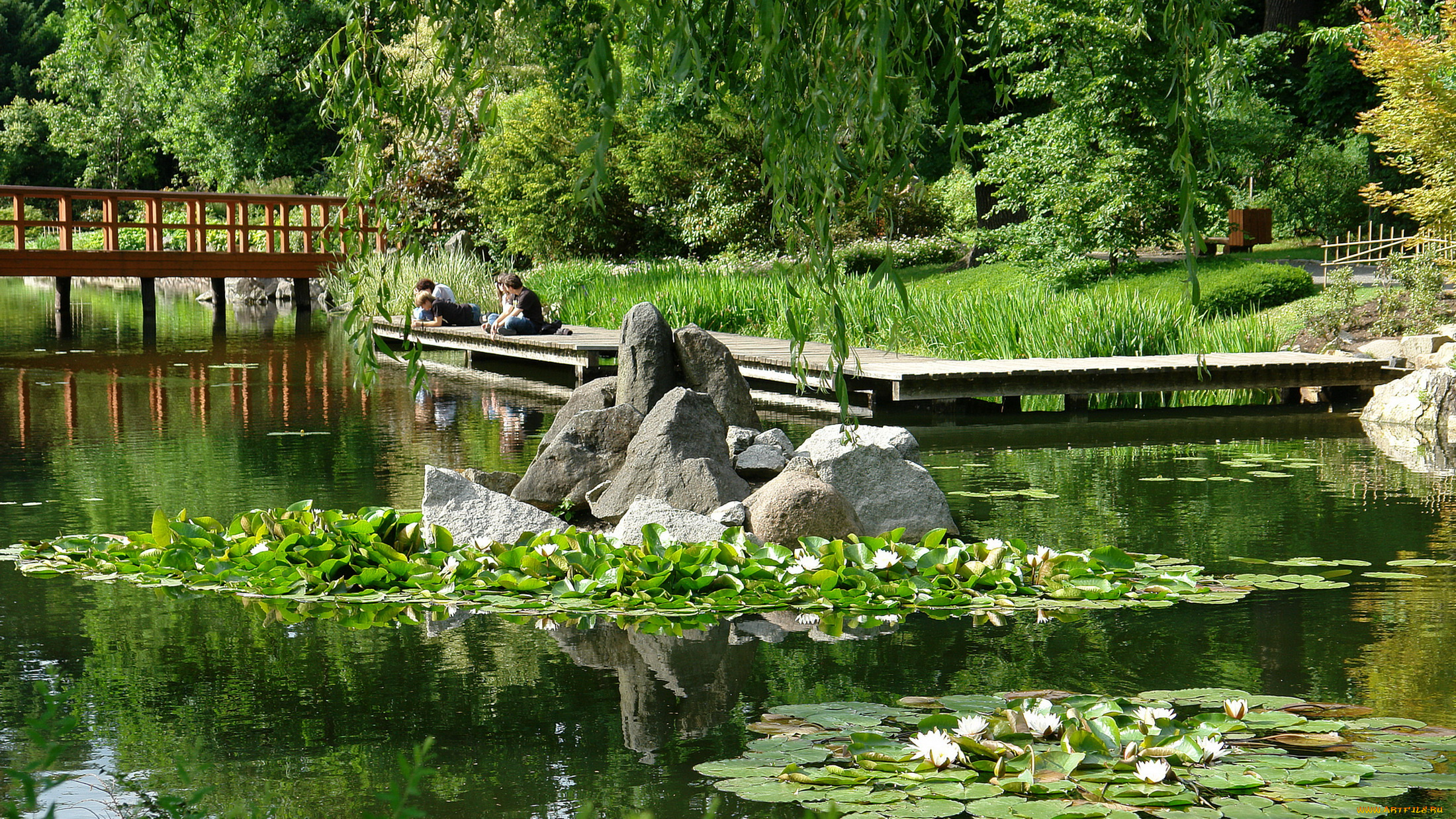 japanese, garden, wroclaw, park, szczytnicki, природа, парк