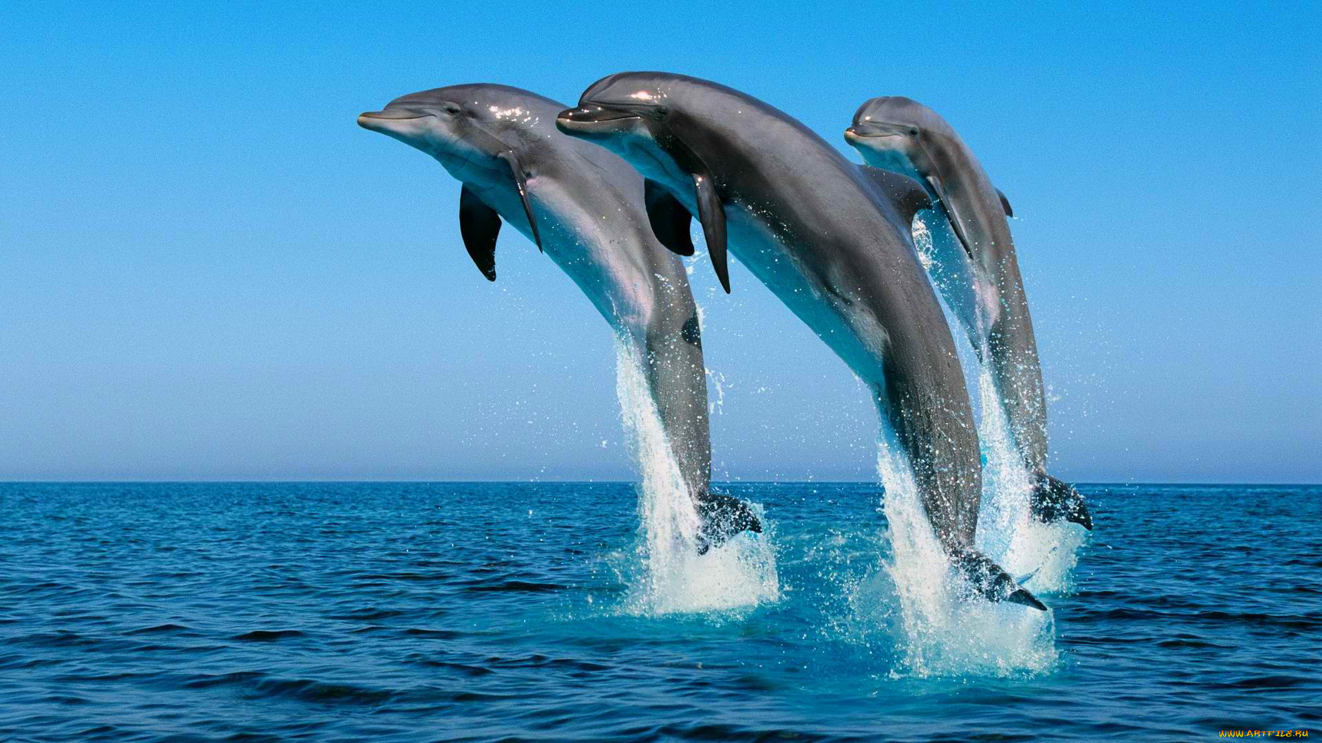 животные, дельфины, небо, прыжок, вода, брызги, море