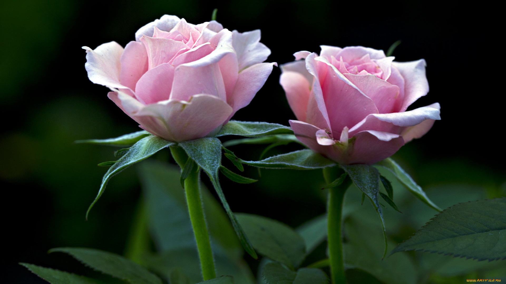 цветы, розы, дуэт, розовый, два