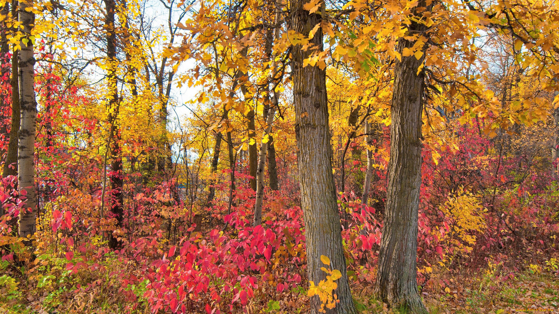 природа, лес, осень, листья, деревья, багрянец