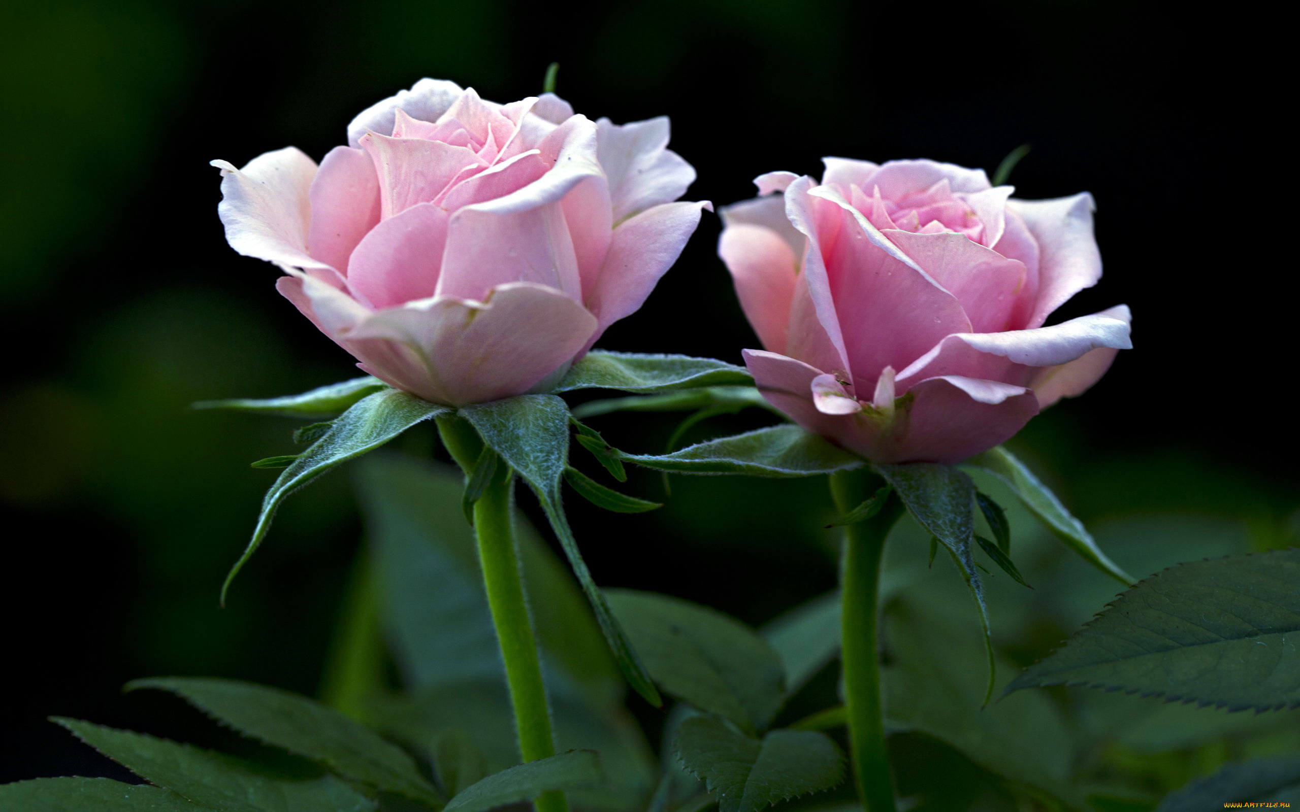 цветы, розы, дуэт, розовый, два