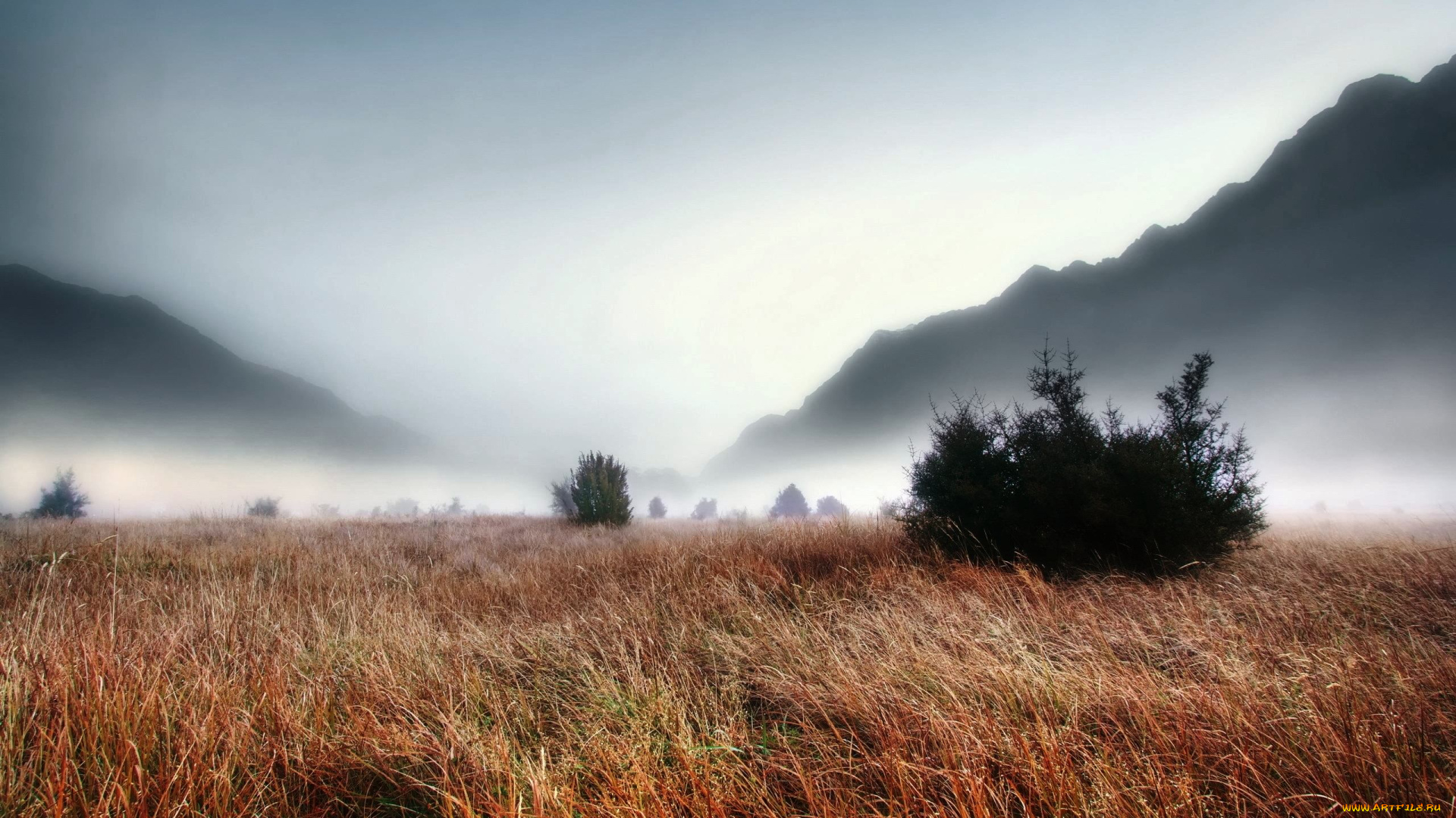 природа, луга, горы, туман, утро, кусты, трава