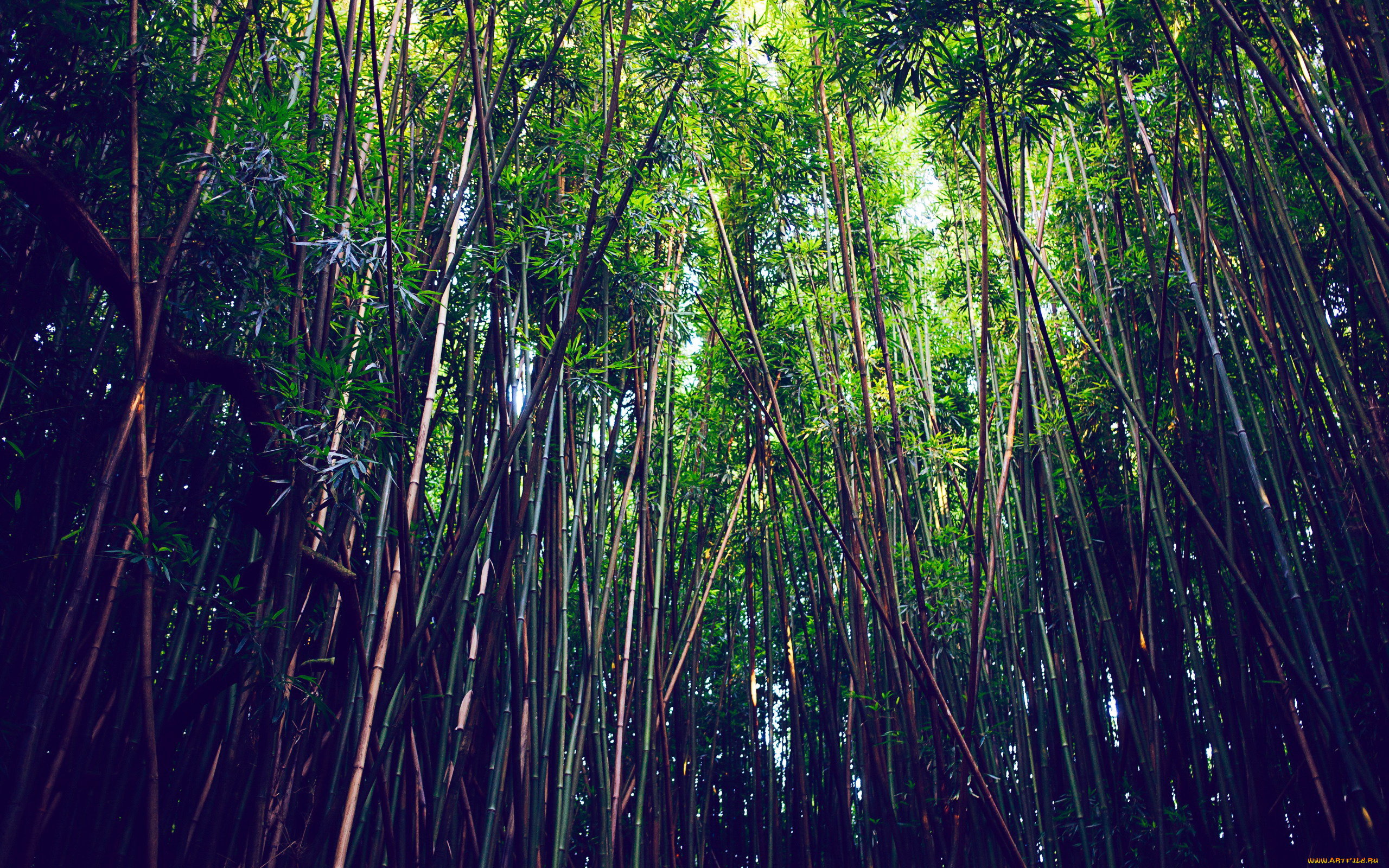 природа, лес, бамбук