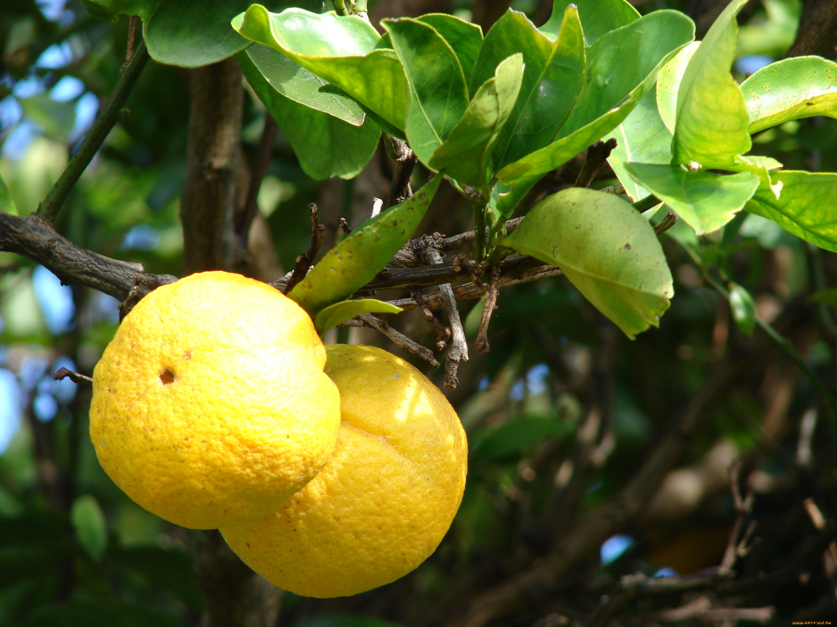 природа, плоды, лимон