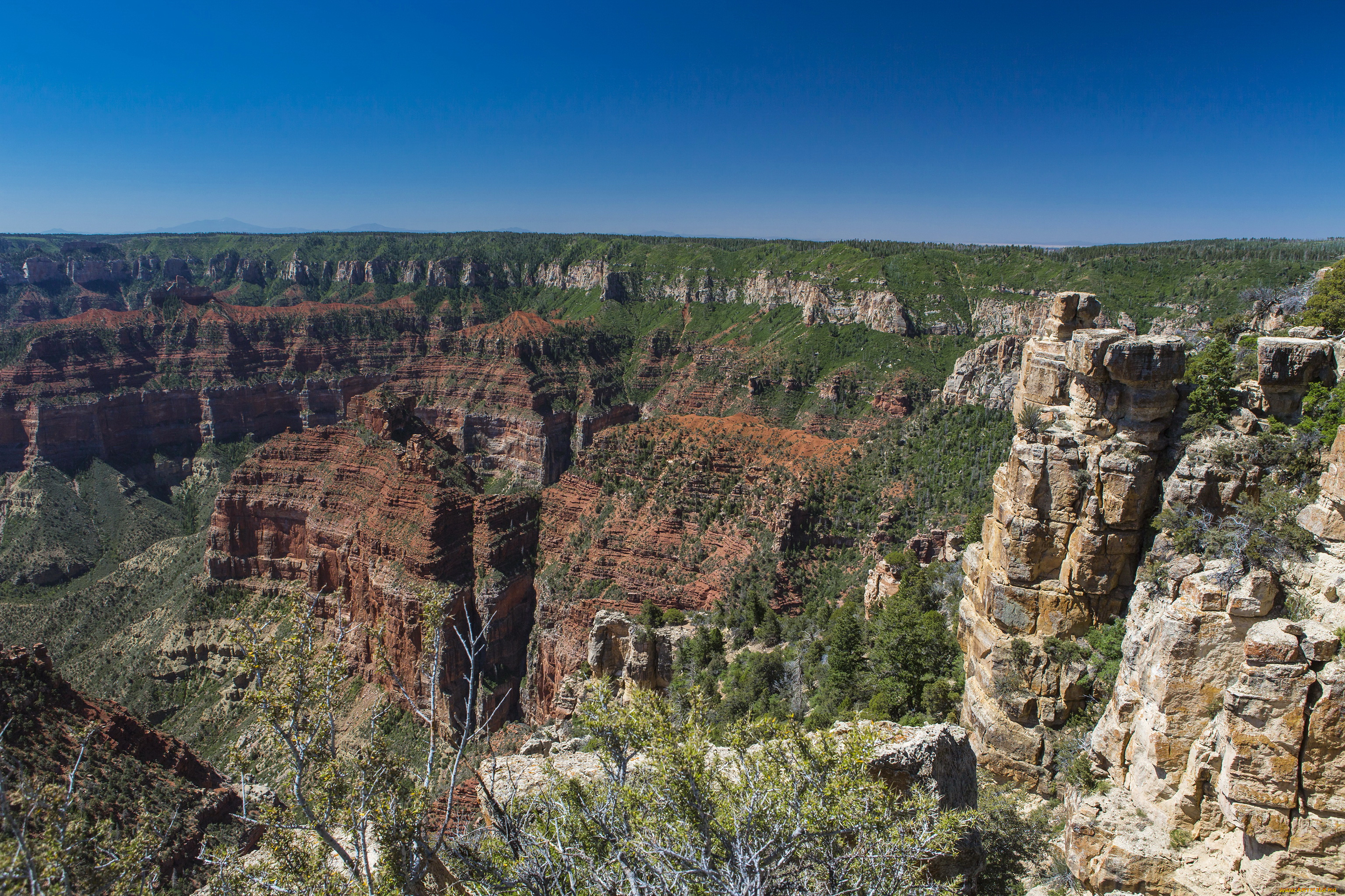 grand, canyon, national, park, arizona, природа, горы, деревья