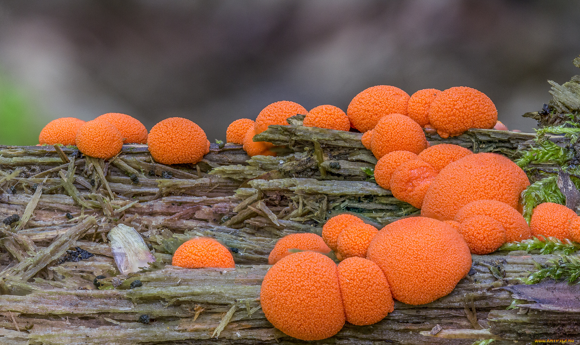 природа, грибы, оранжевые, макро