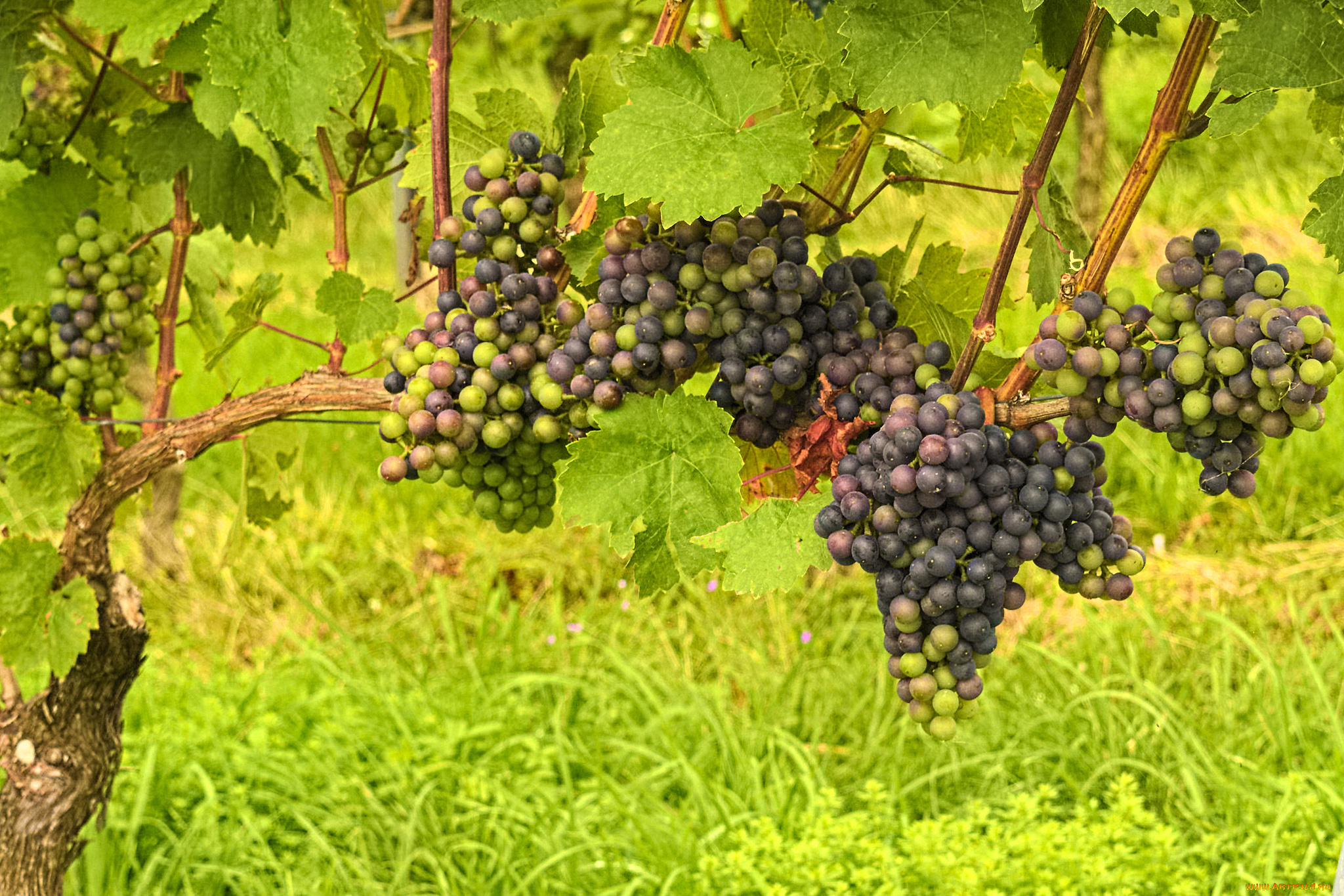 природа, Ягоды, , виноград, the, vineyard, leaves, grapes, грозди, виноград, листва, виноградник