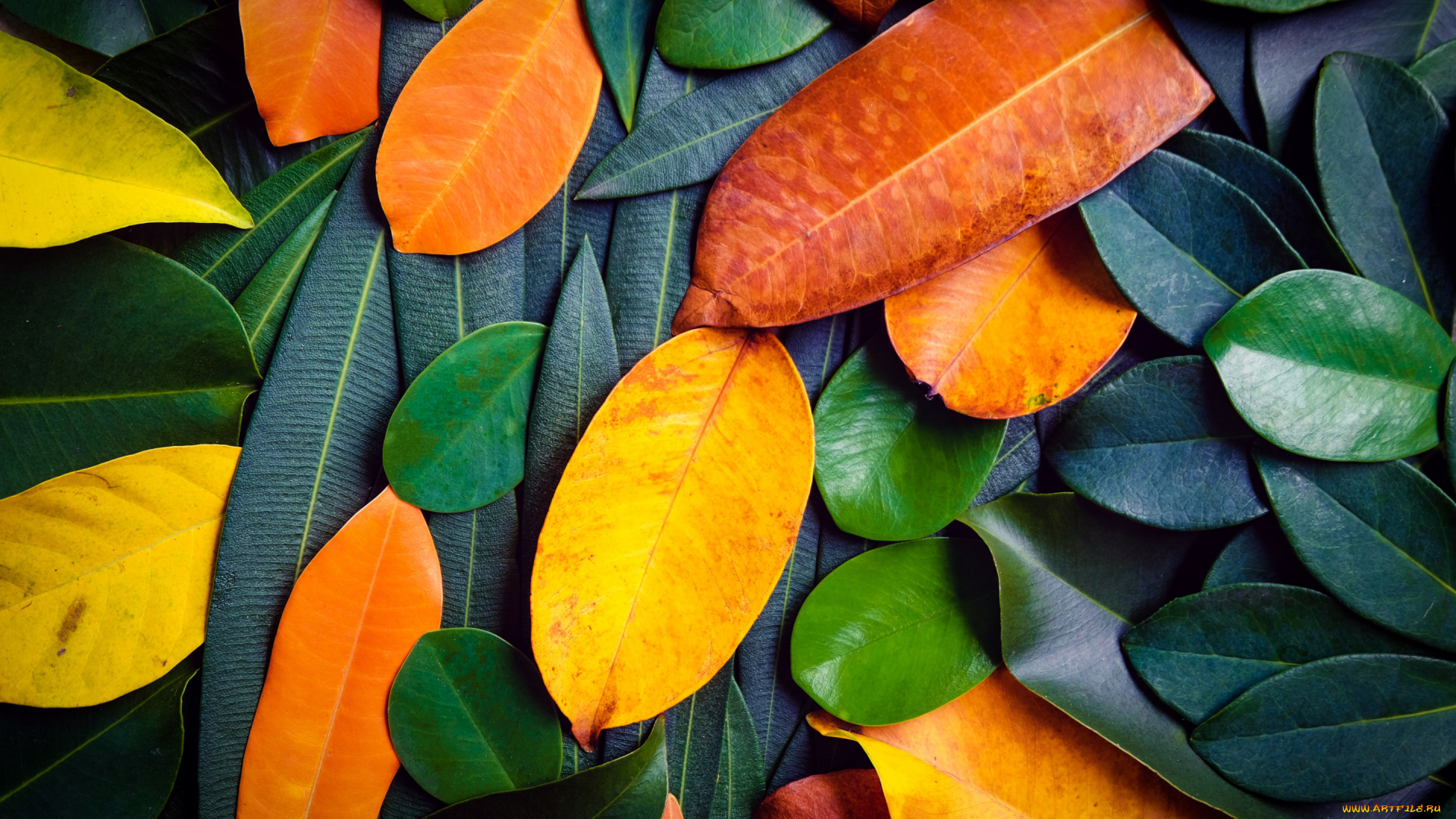 природа, листья, фон, осень, colorful, texture, background, leaves, autumn