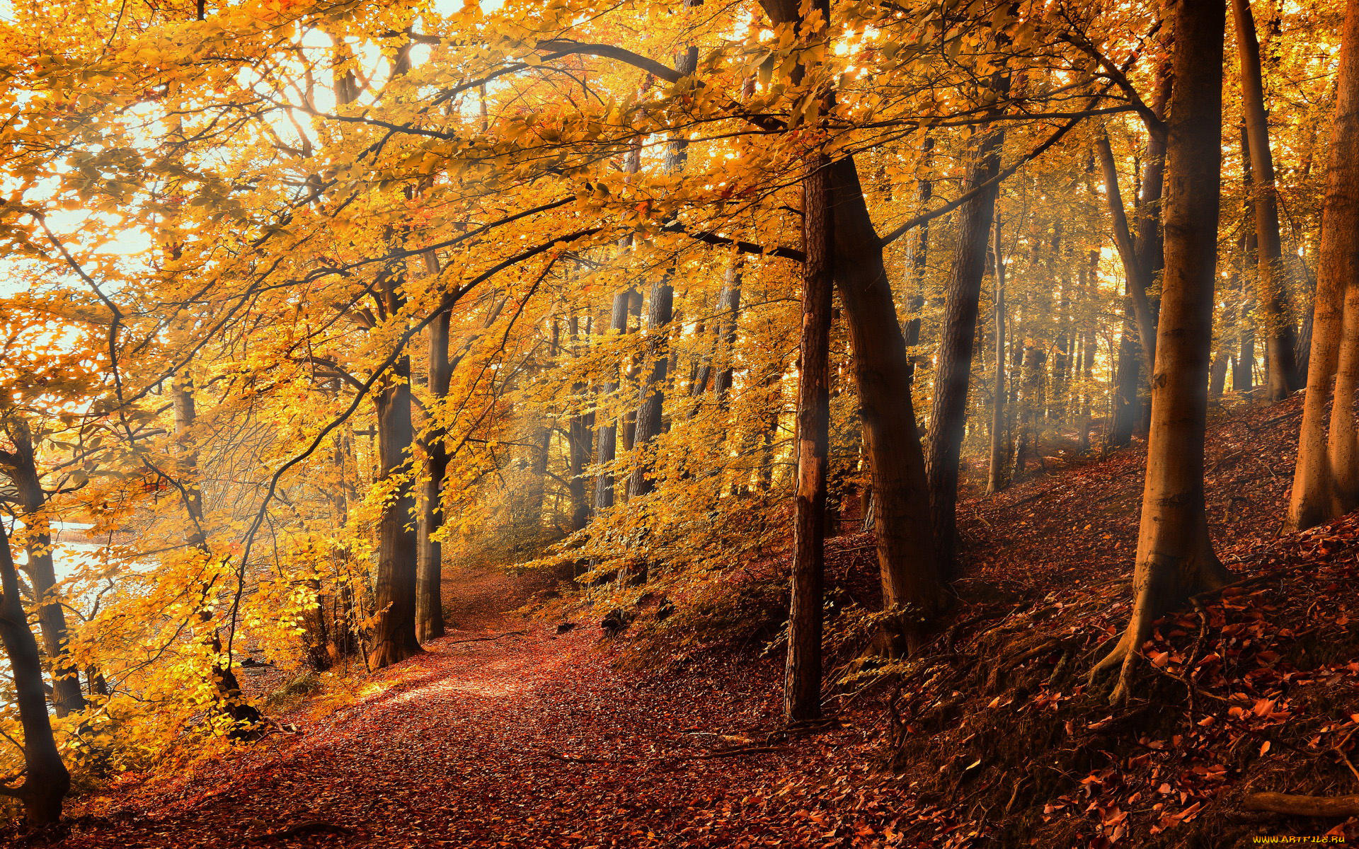 природа, лес, осень, листья, листопад