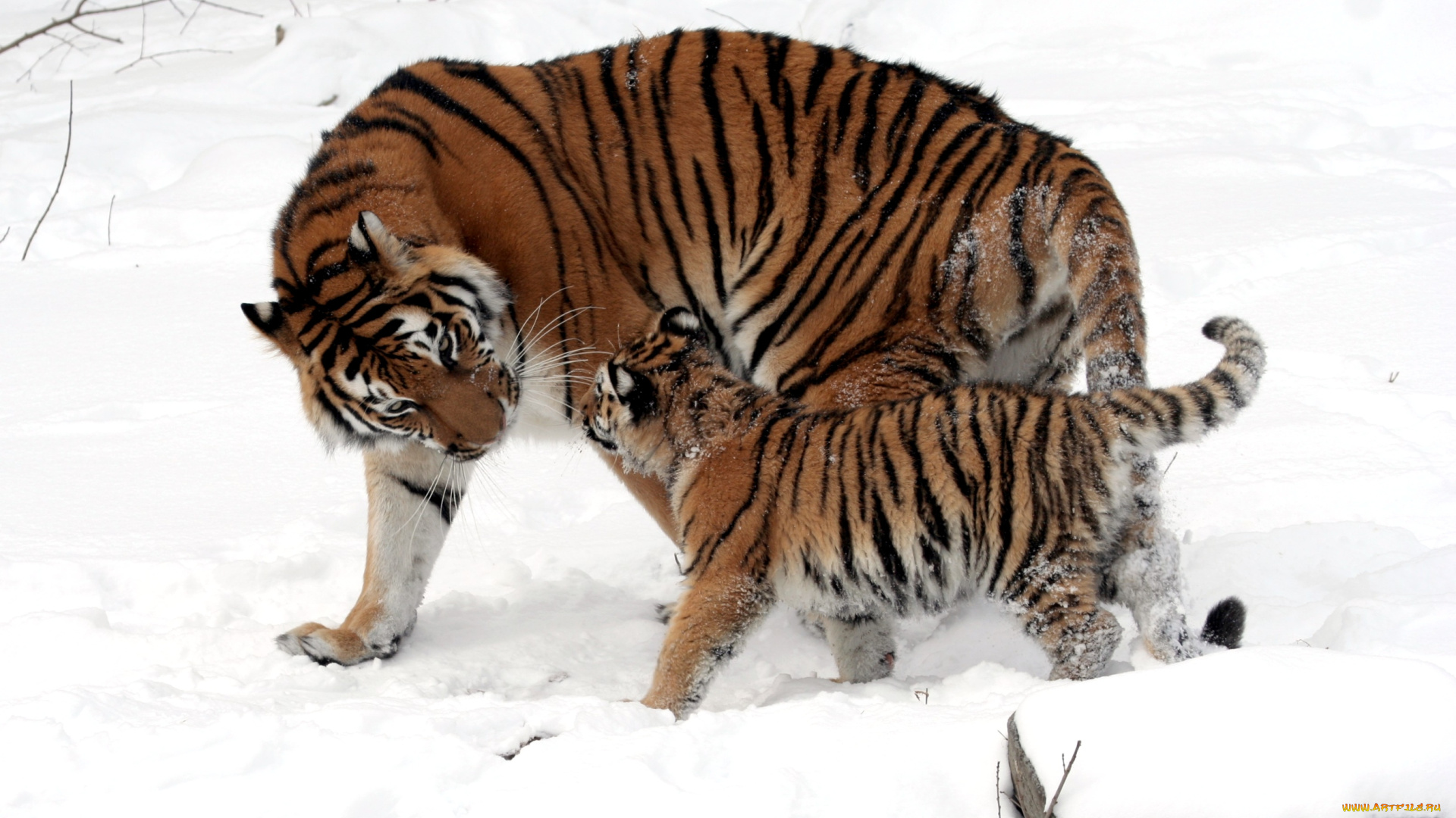 животные, тигры, мама, малыш, хищник
