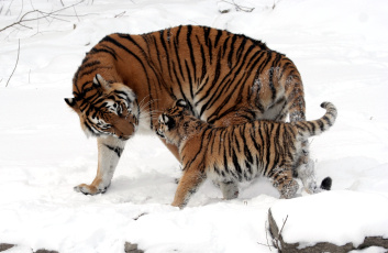 Картинка животные тигры мама малыш хищник