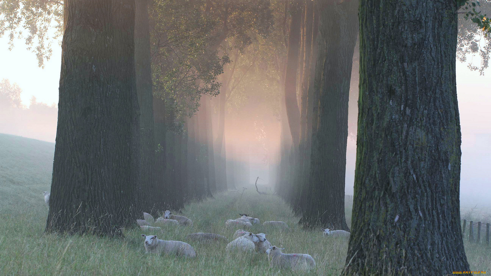 животные, овцы, , бараны, трава, деревья, туман, утро