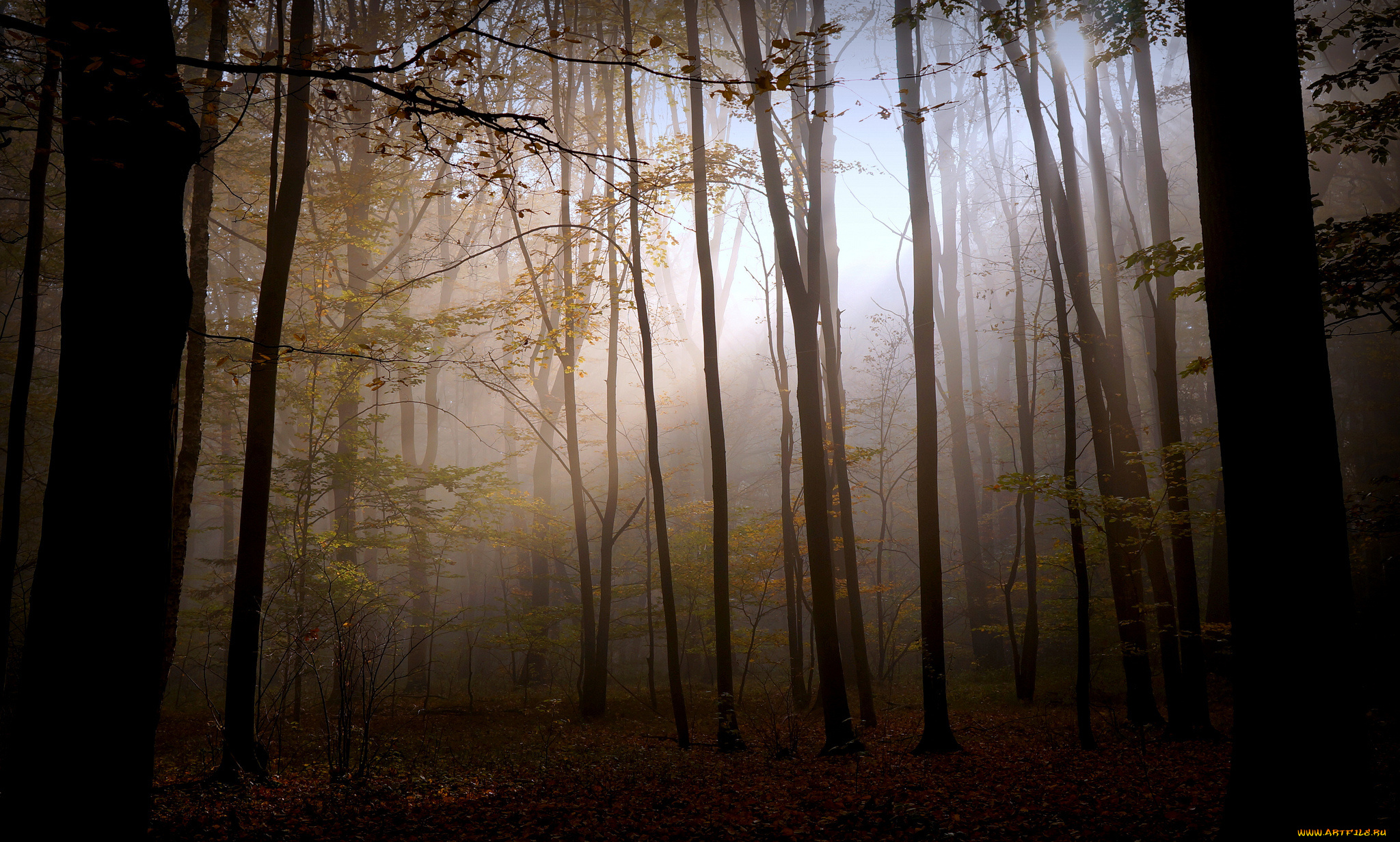 природа, лес, мрак, свет, осень