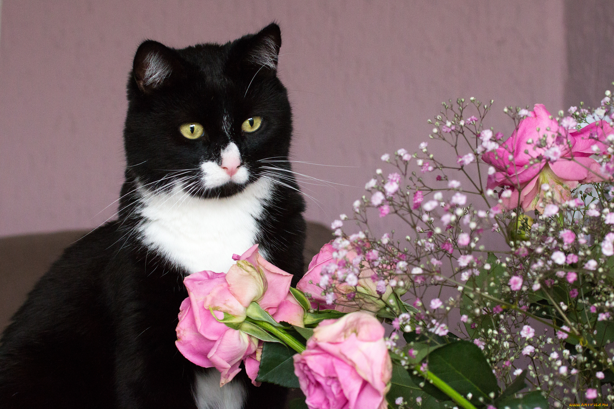 животные, коты, розовые, розы, букет, цветы, чёрно-белая, киса