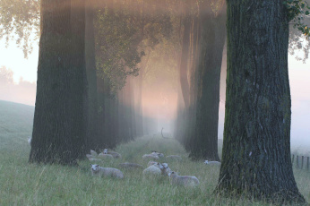 Картинка животные овцы +бараны трава деревья туман утро