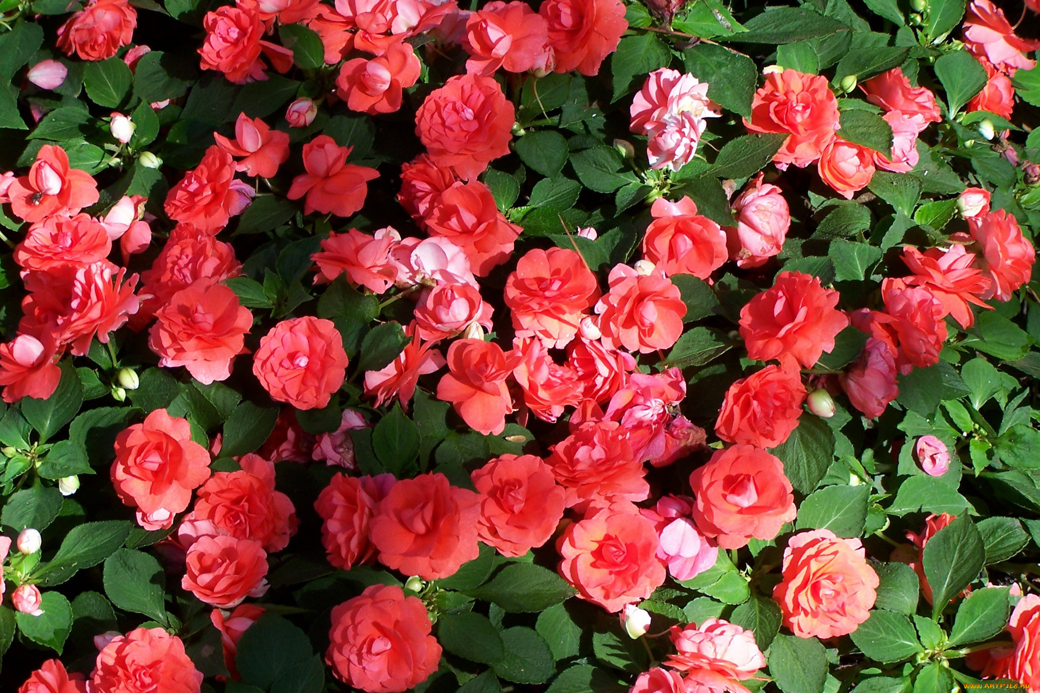 цветы, бальзамины, много, розовые, бальзаминовые, недотрога, impatiens