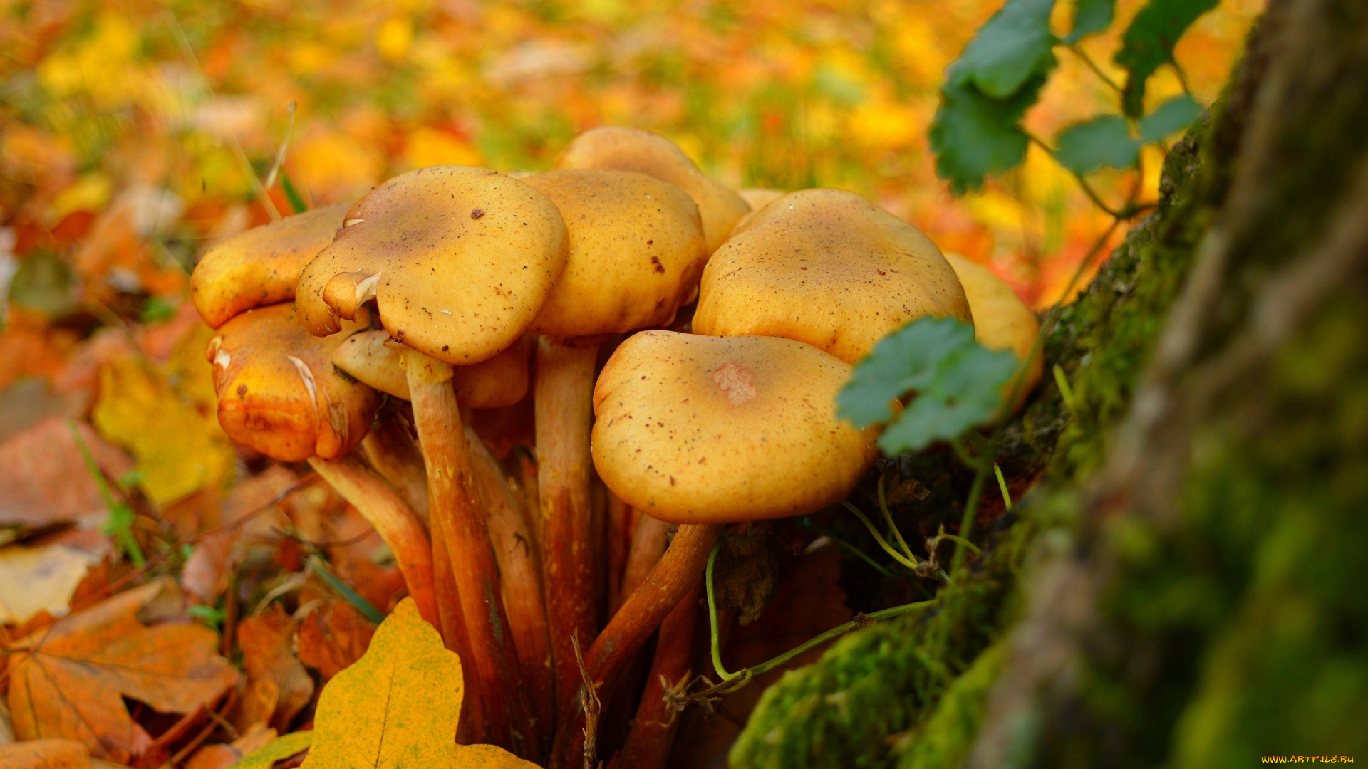 природа, грибы, mushrooms, leaves, autumn, листва, fall, осень