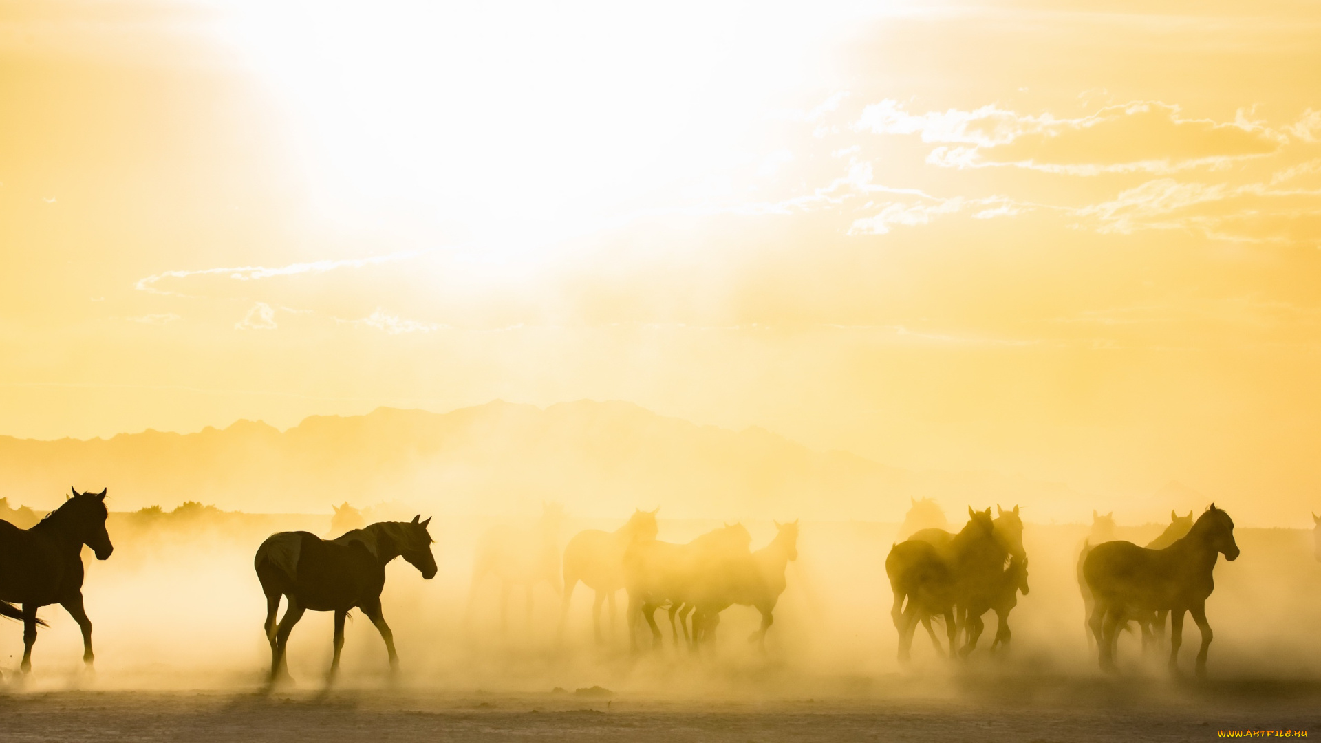 животные, лошади, утро, кони, туман