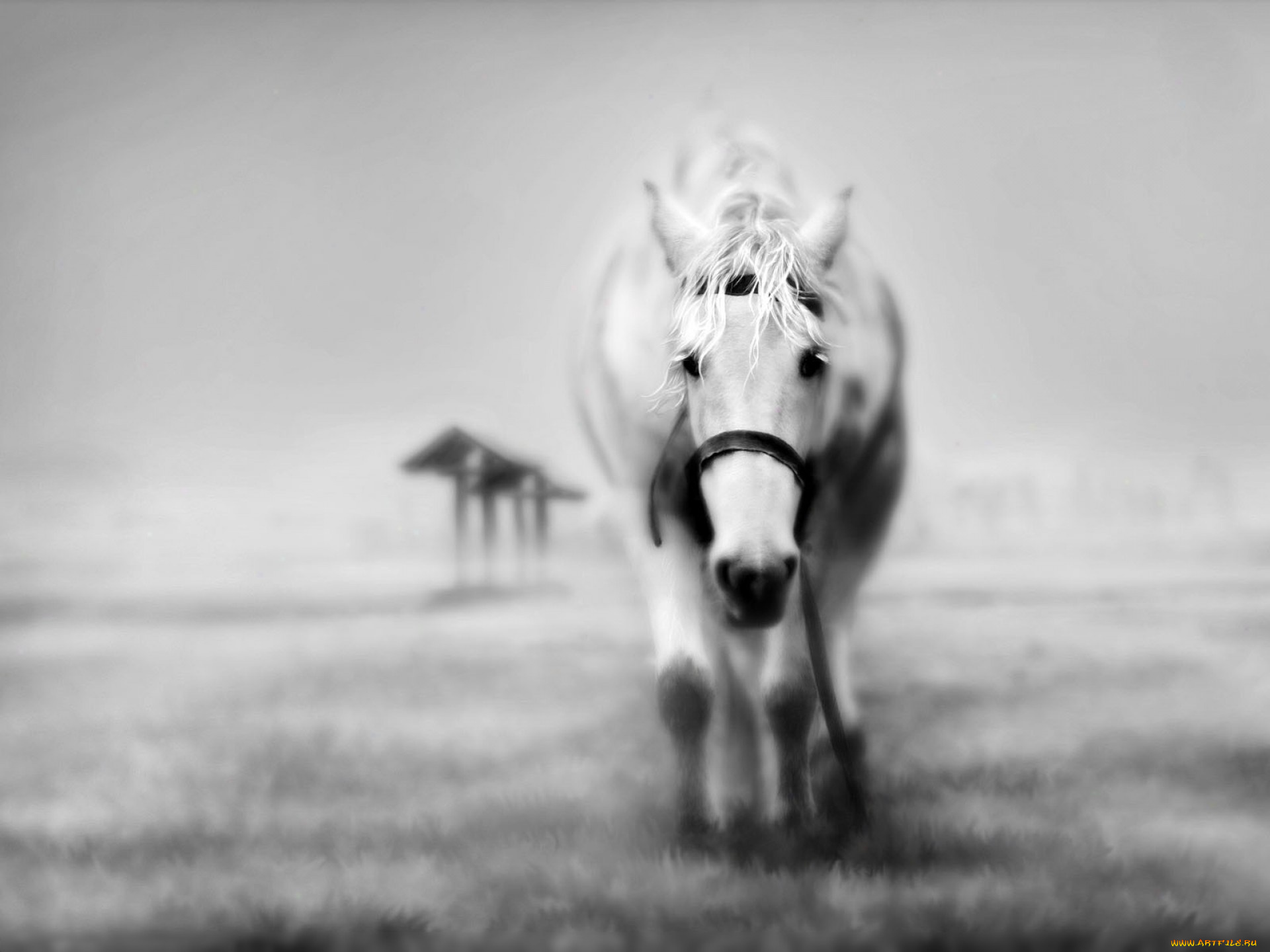 животные, лошади, туман, поле, белая, лошадь