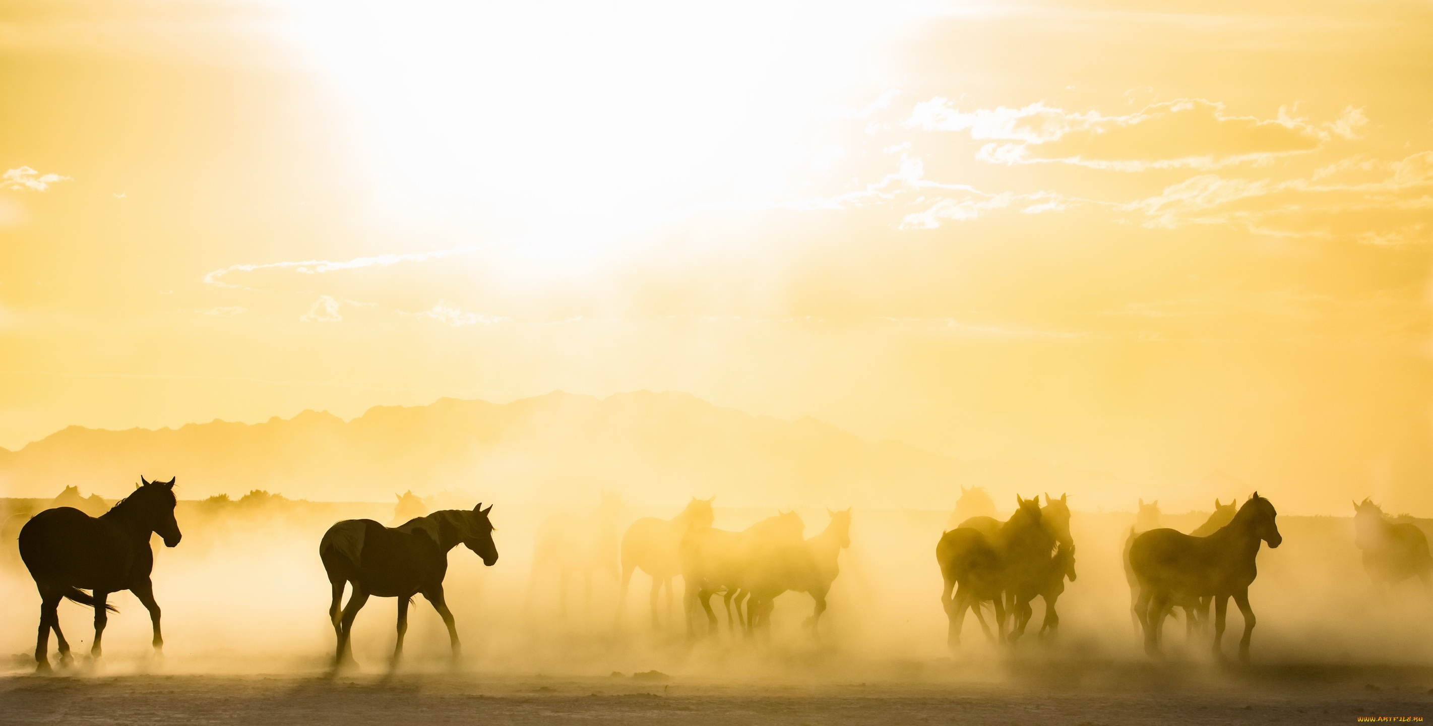 животные, лошади, утро, кони, туман