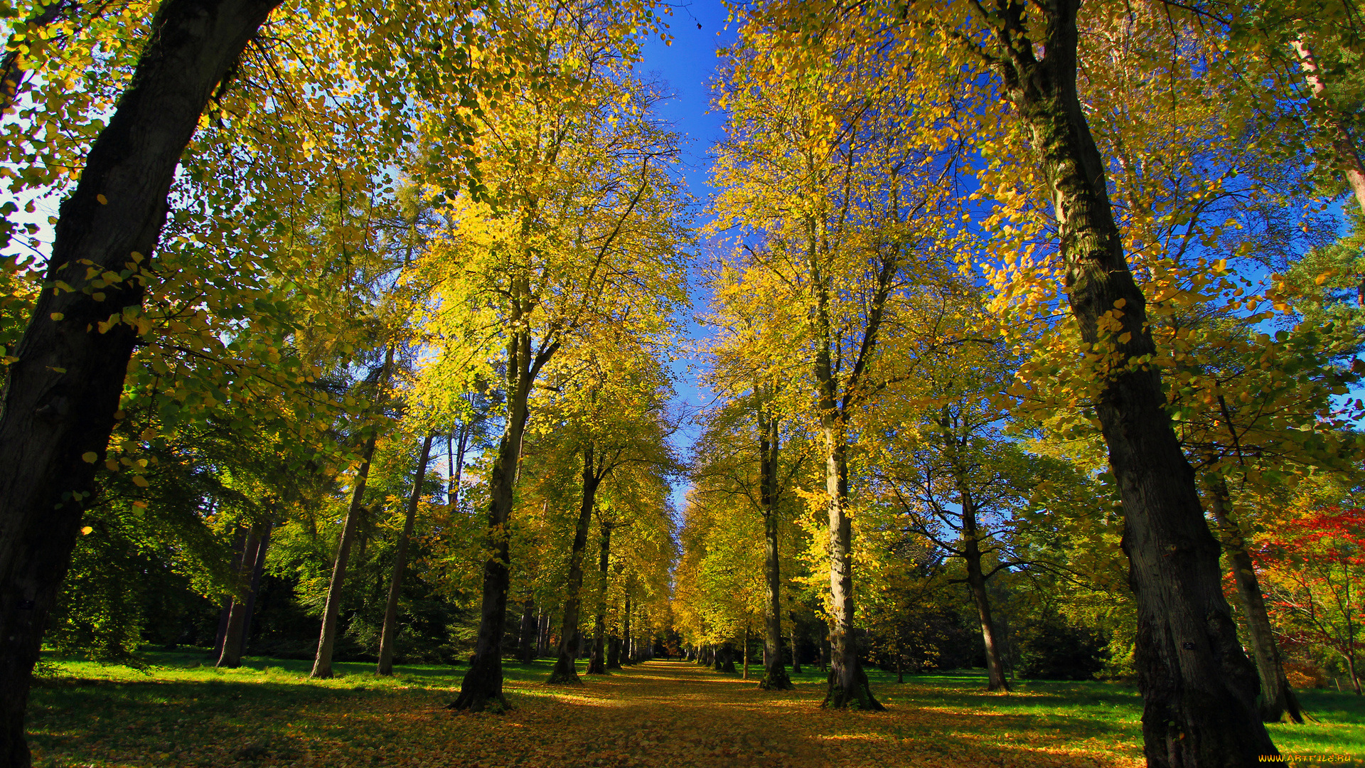 природа, парк, деревья, осень, дорога