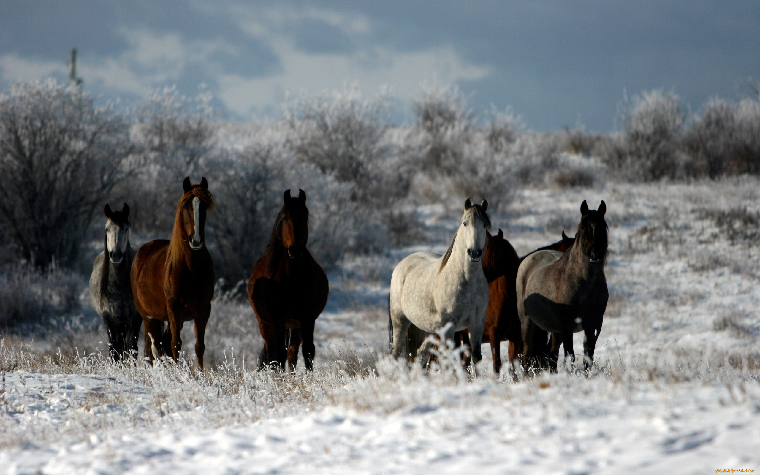 животные, лошади, зима