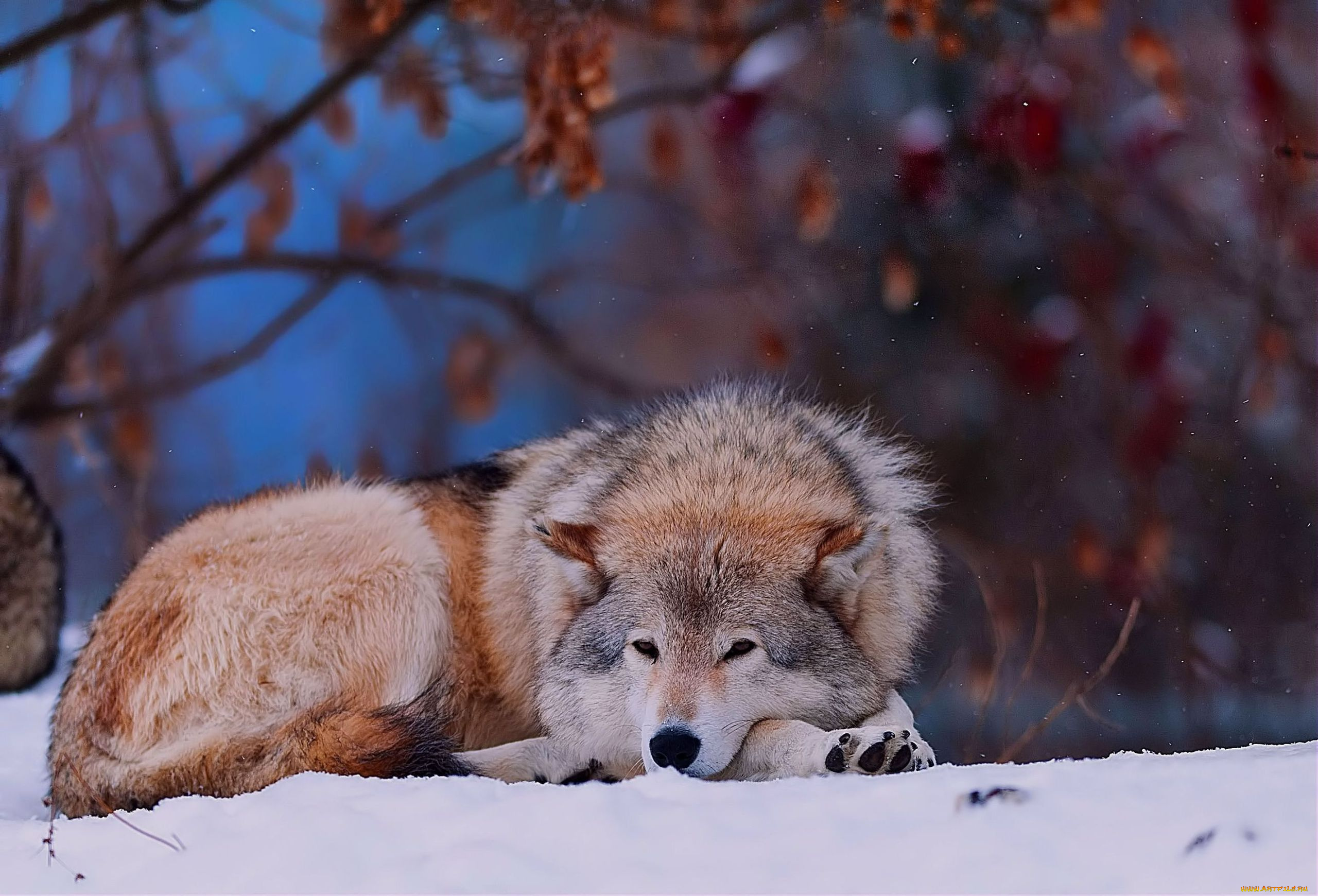 животные, волки, снег, зима