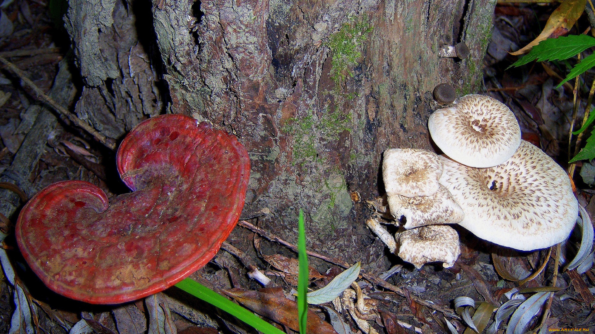 природа, грибы, красный, серый