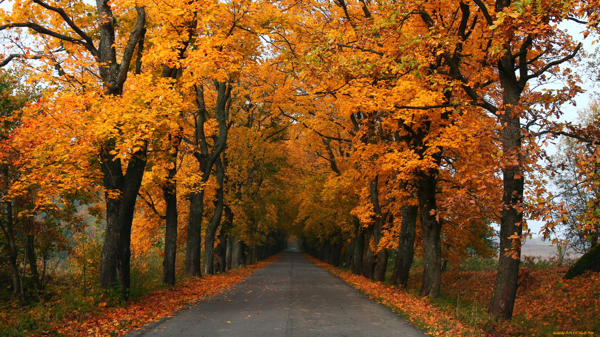 природа, дороги, листья, деревья, осень