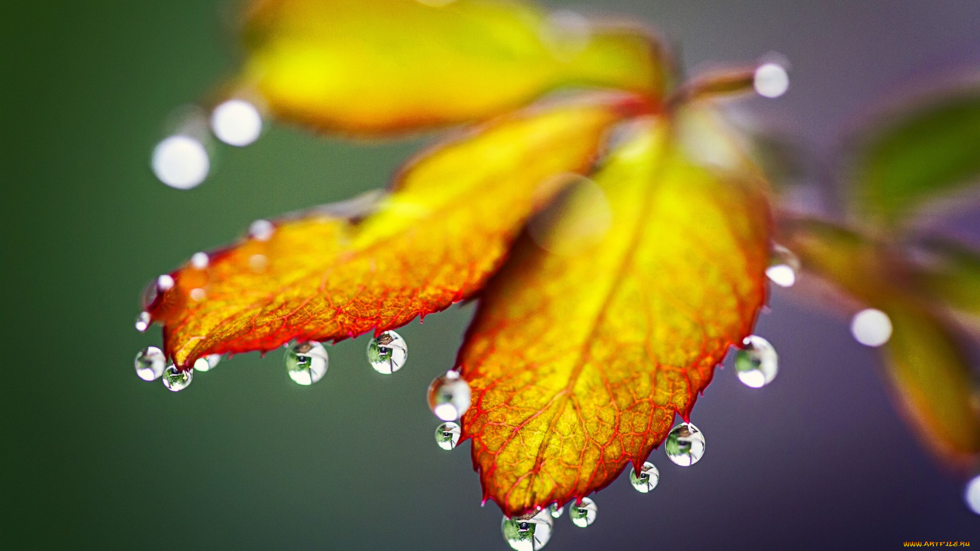 природа, листья, drops, rain, autumn, leaves, nature, капли, дождь, осень