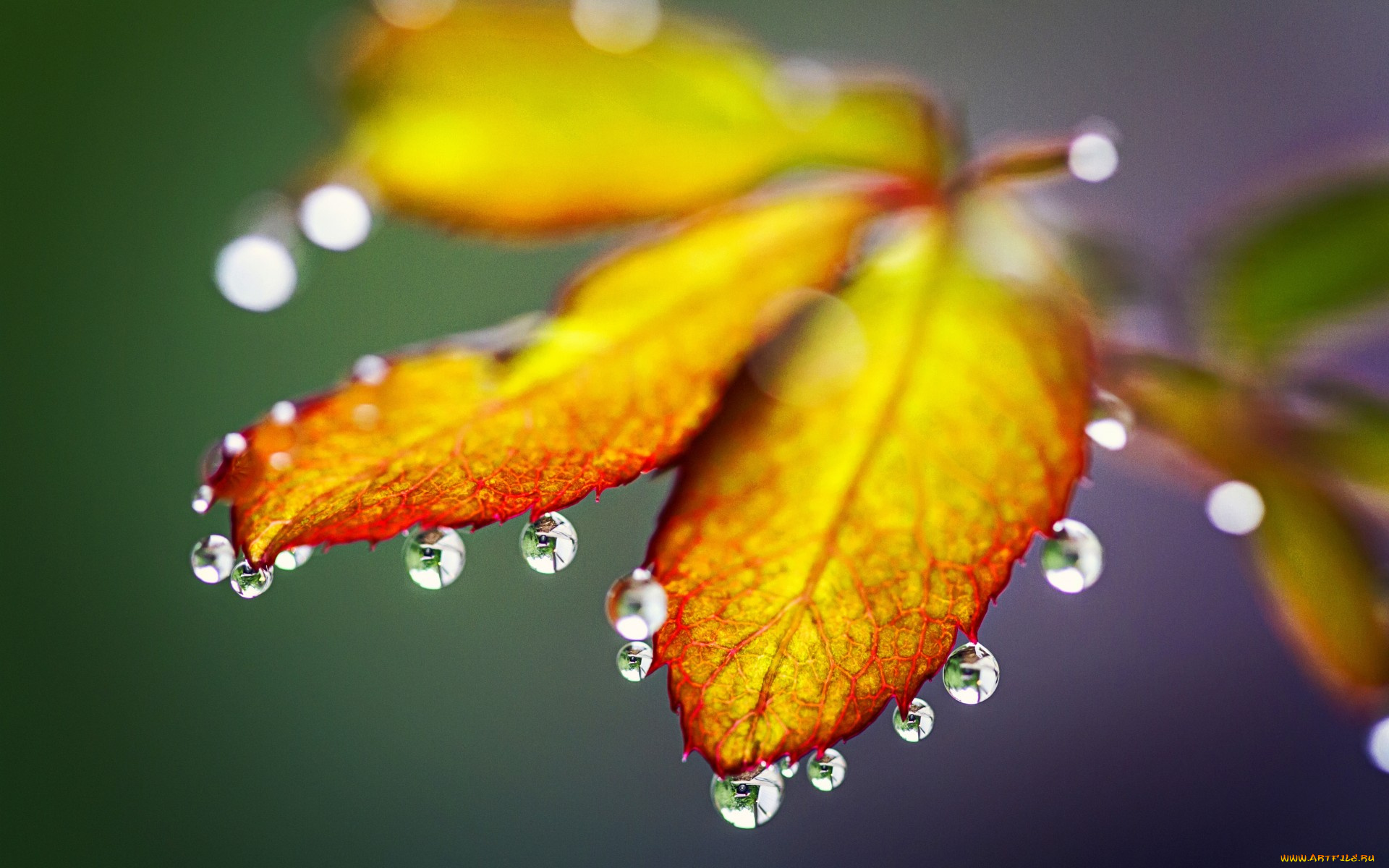 природа, листья, drops, rain, autumn, leaves, nature, капли, дождь, осень
