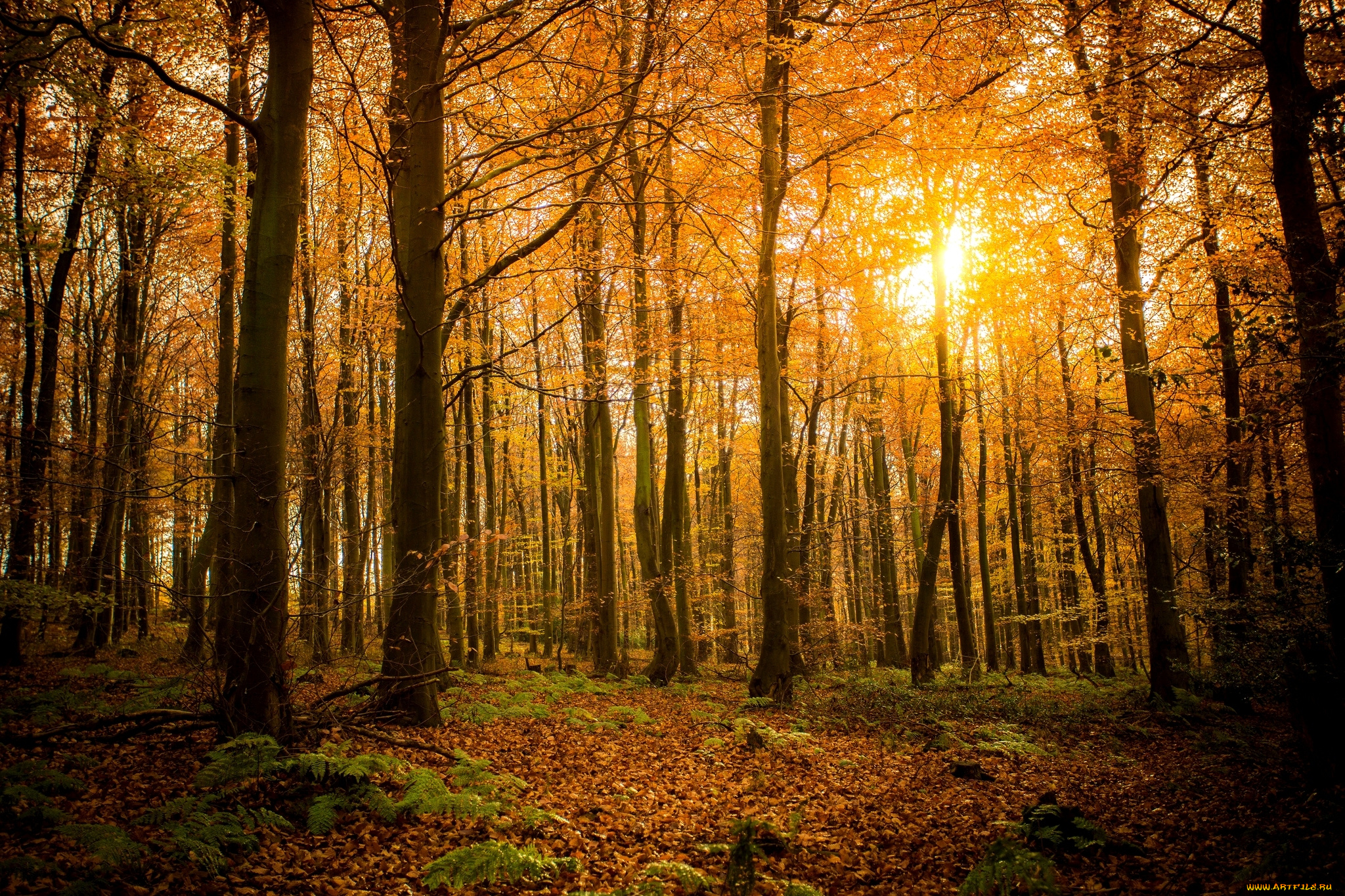 природа, лес, свет, солнце, ветки, листья, деревья, осень